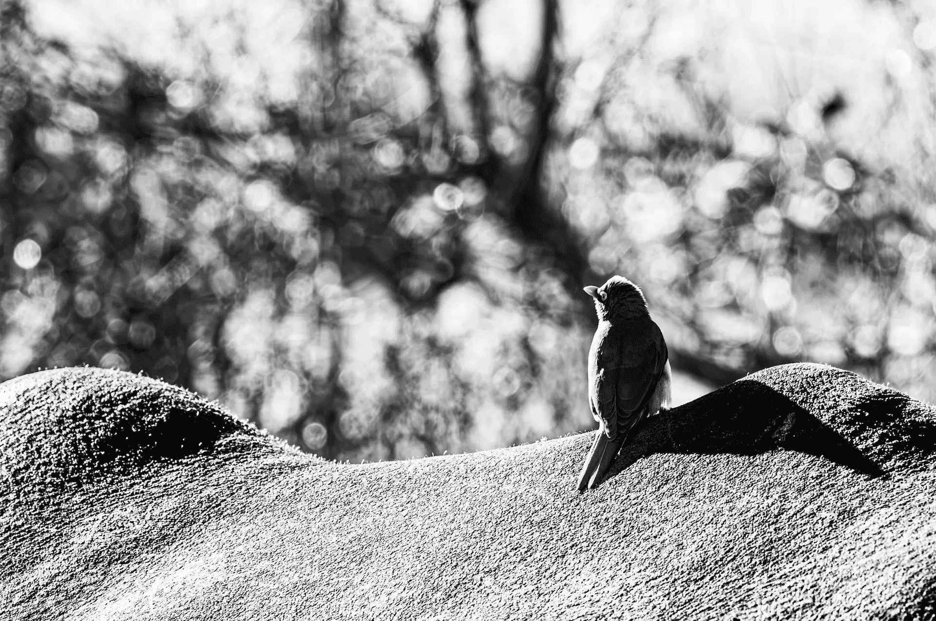 A striking black and white photograph of a small bird perched on the back of a large ox. The bird, facing away from the camera, is delicately balanced on the ox's textured hide.