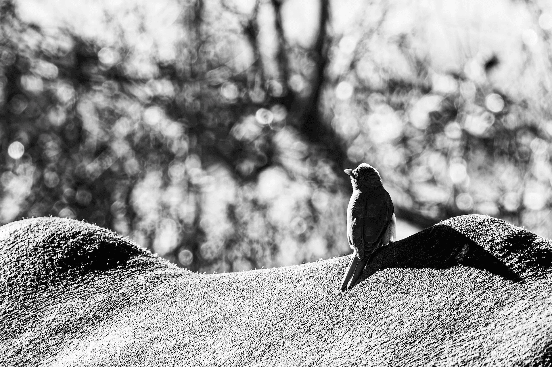 A striking black and white photograph of a small bird perched on the back of a large ox. The bird, facing away from the camera, is delicately balanced on the ox's textured hide.