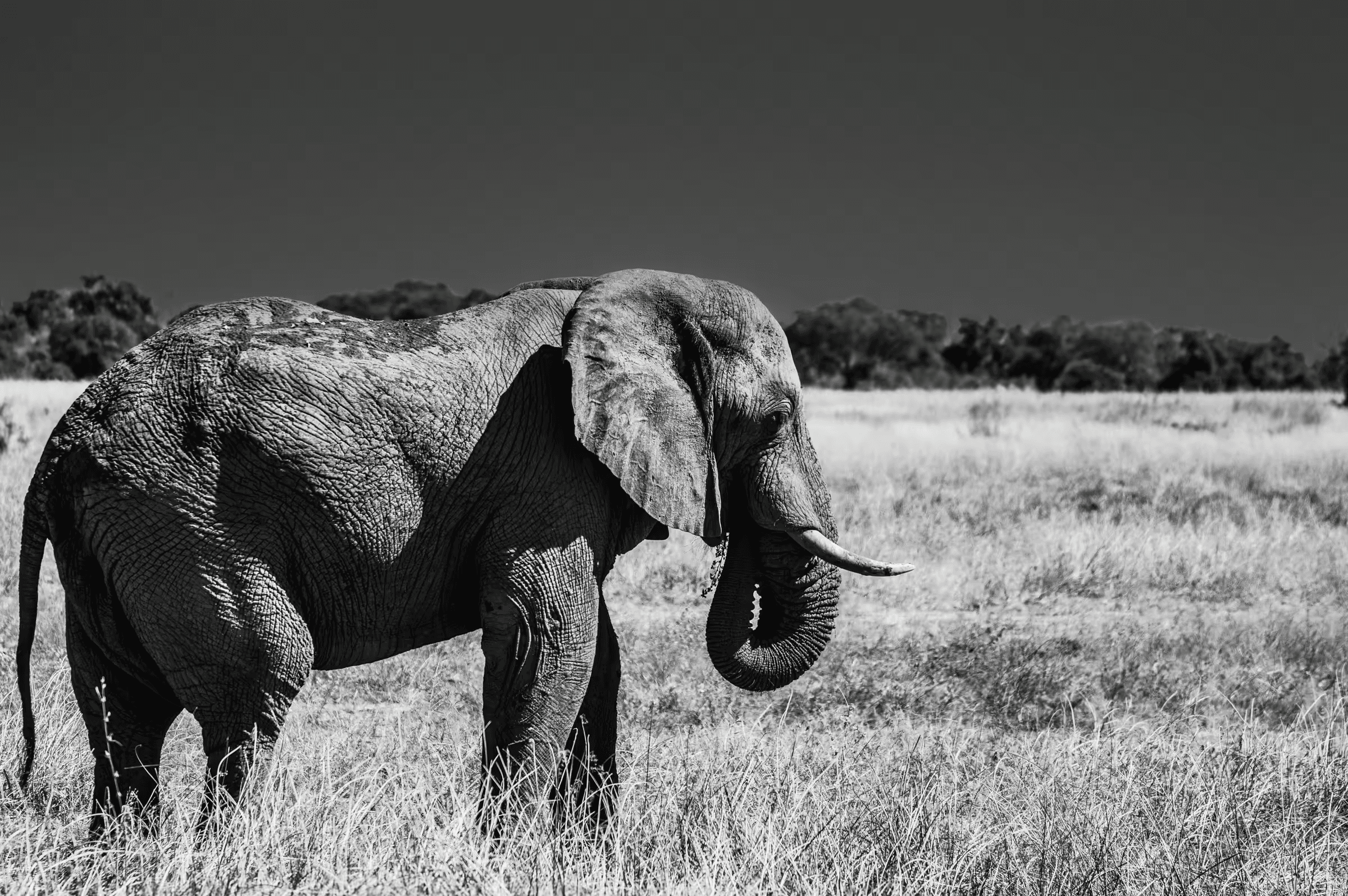 Black and white wildlife photograph of an African Elephant in Botswana. The elephant, with textured skin and tusks visible, walks across a grassy plain.