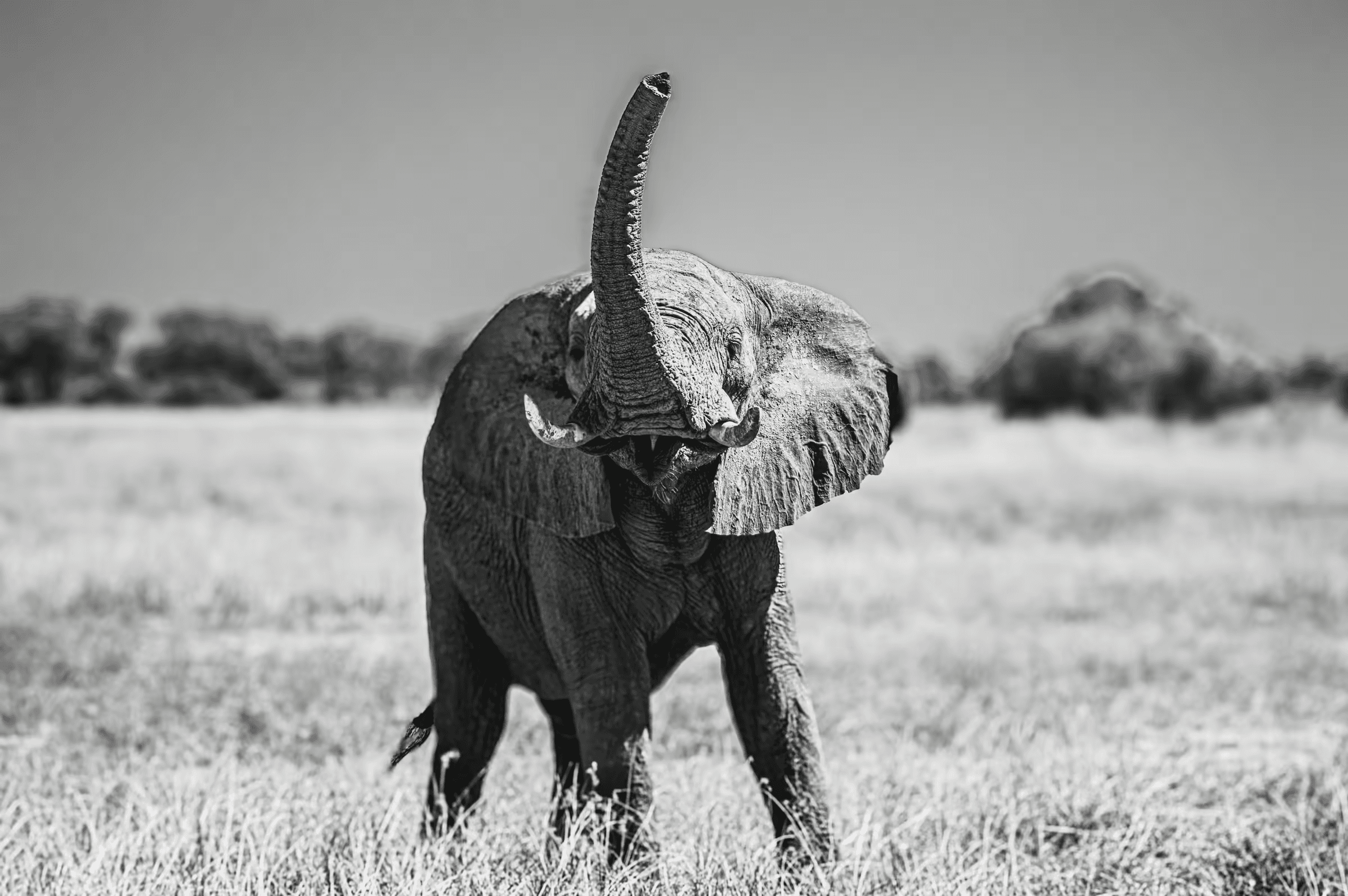 Black and white wildlife photograph of an African Elephant in Botswana raising its trunk skyward. The elephant, positioned centrally, has its trunk fully extended upwards, as if trumpeting or scenting the air.