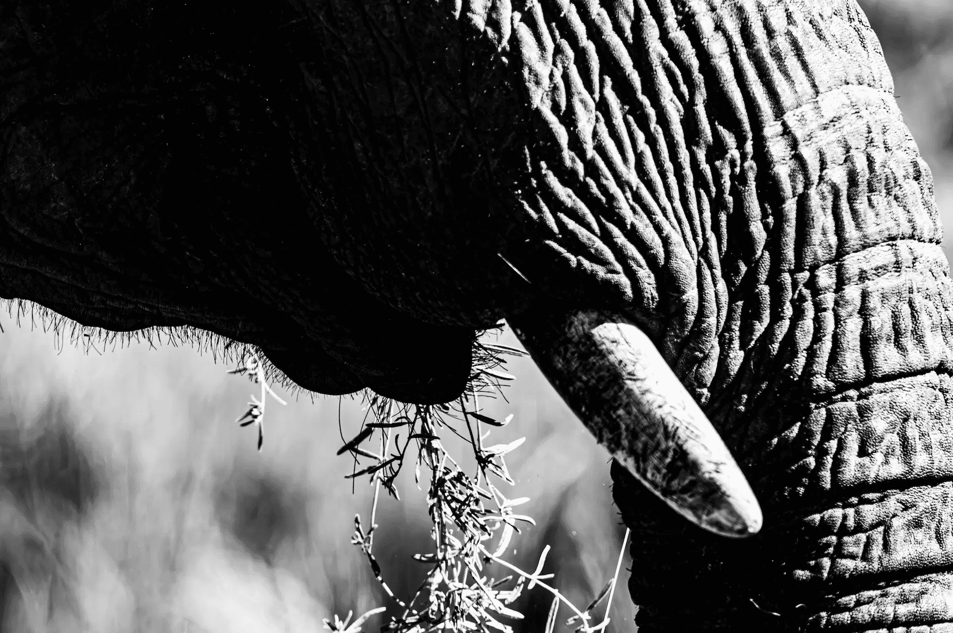 A black and white close-up photograph focusing on the textured trunk of an elephant as it delicately grasps and eats grass.