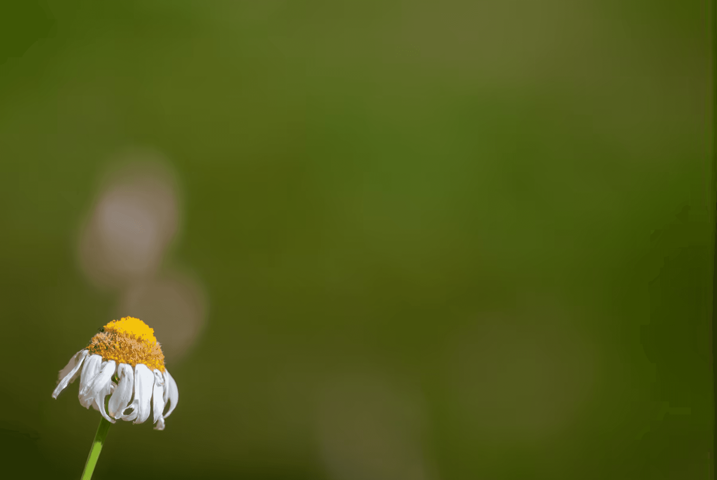 Close-up landscape photograph of a single chamomile flower in Piedmont, Italy. The flower head with white petals and a yellow center is slightly drooping and facing downwards.