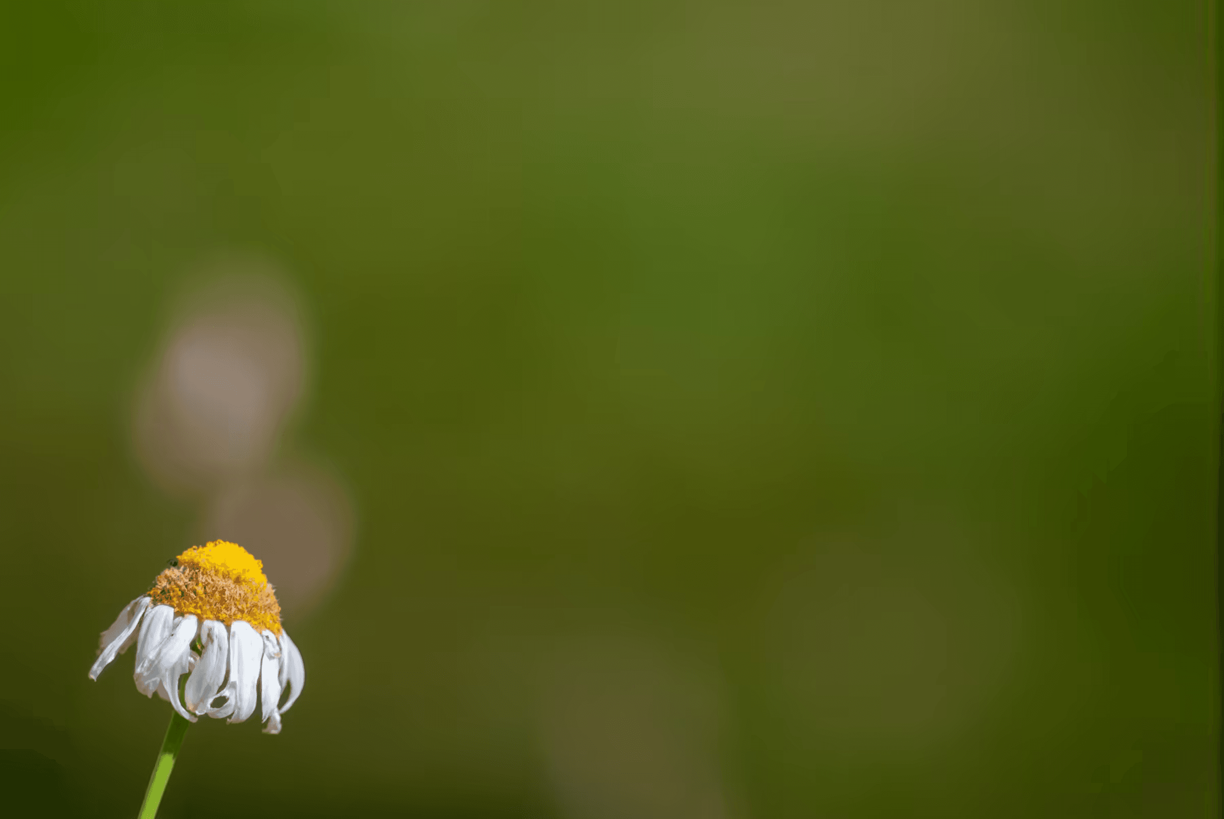 Close-up landscape photograph of a single chamomile flower in Piedmont, Italy. The flower head with white petals and a yellow center is slightly drooping and facing downwards.