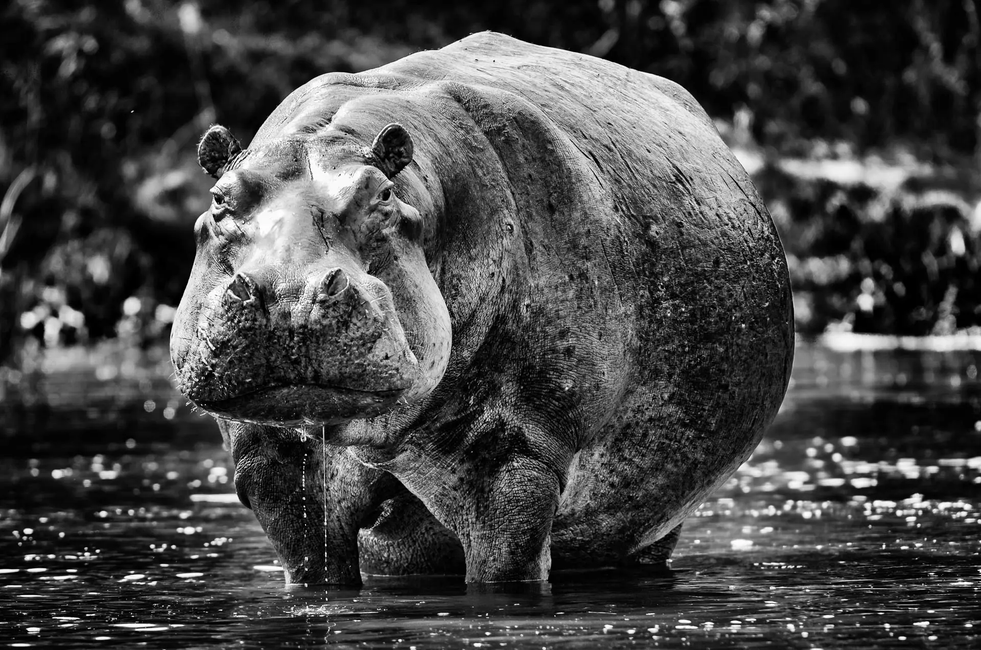 A powerful black and white portrait photograph of a hippopotamus standing in water, facing directly towards the camera.