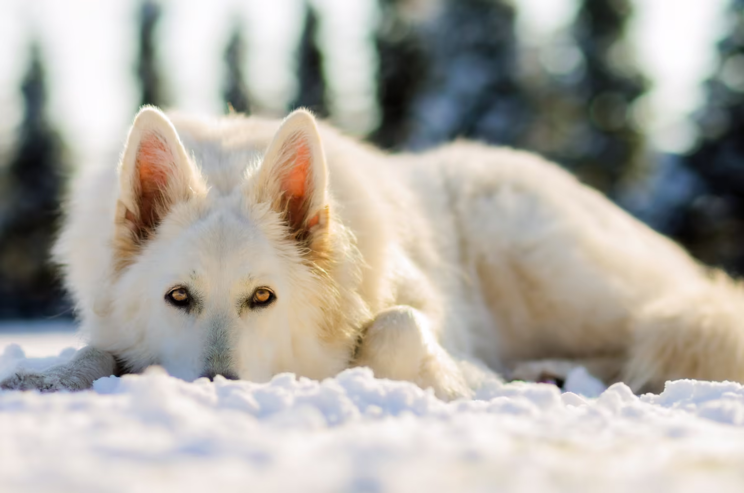 Portrait of a White Swiss Shepherd Dog (also known as White Shepherd) lying in the snow. The dog, with pristine white fur and striking amber eyes, gazes directly at the viewer with a calm and intelligent expression, hinting at its German Shepherd lineage and wolf-like appearance.