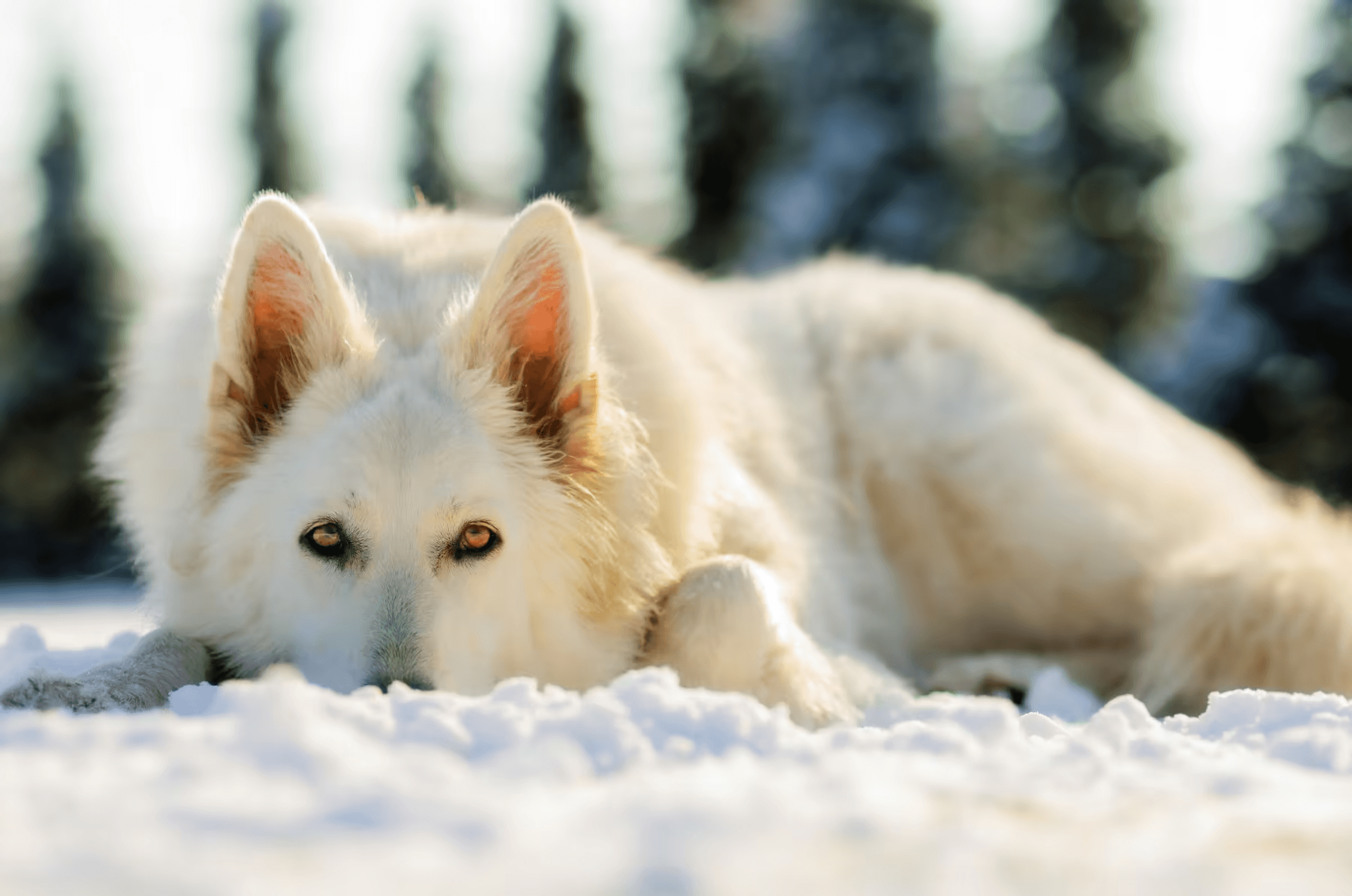 Portrait of a White Swiss Shepherd Dog (also known as White Shepherd) lying in the snow. The dog, with pristine white fur and striking amber eyes, gazes directly at the viewer with a calm and intelligent expression, hinting at its German Shepherd lineage and wolf-like appearance.