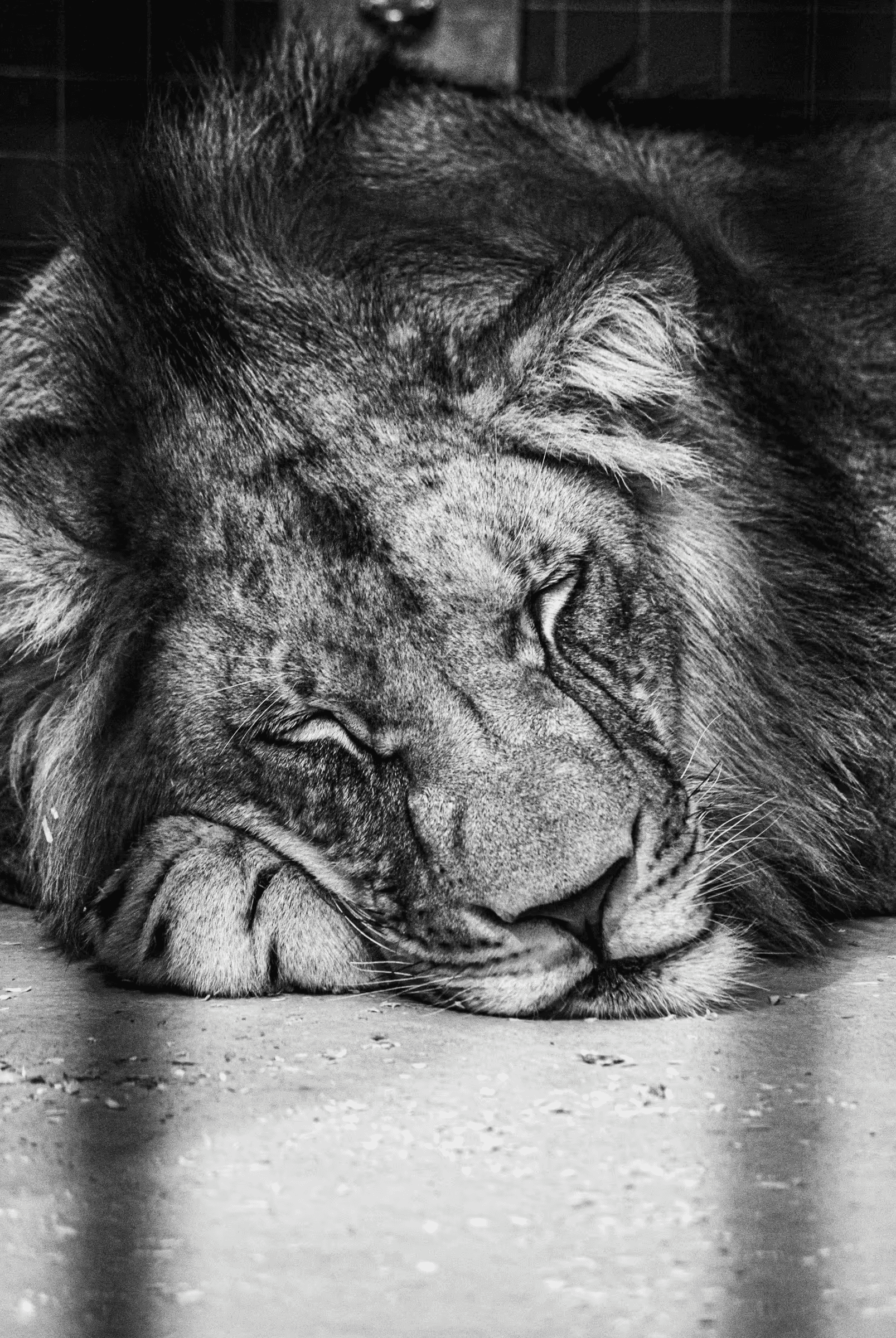 Monochrome portrait of a lion lying down in an enclosure at Berlin Zoo. The lion, with a thick mane, is seen in close-up, his head resting on his paws.