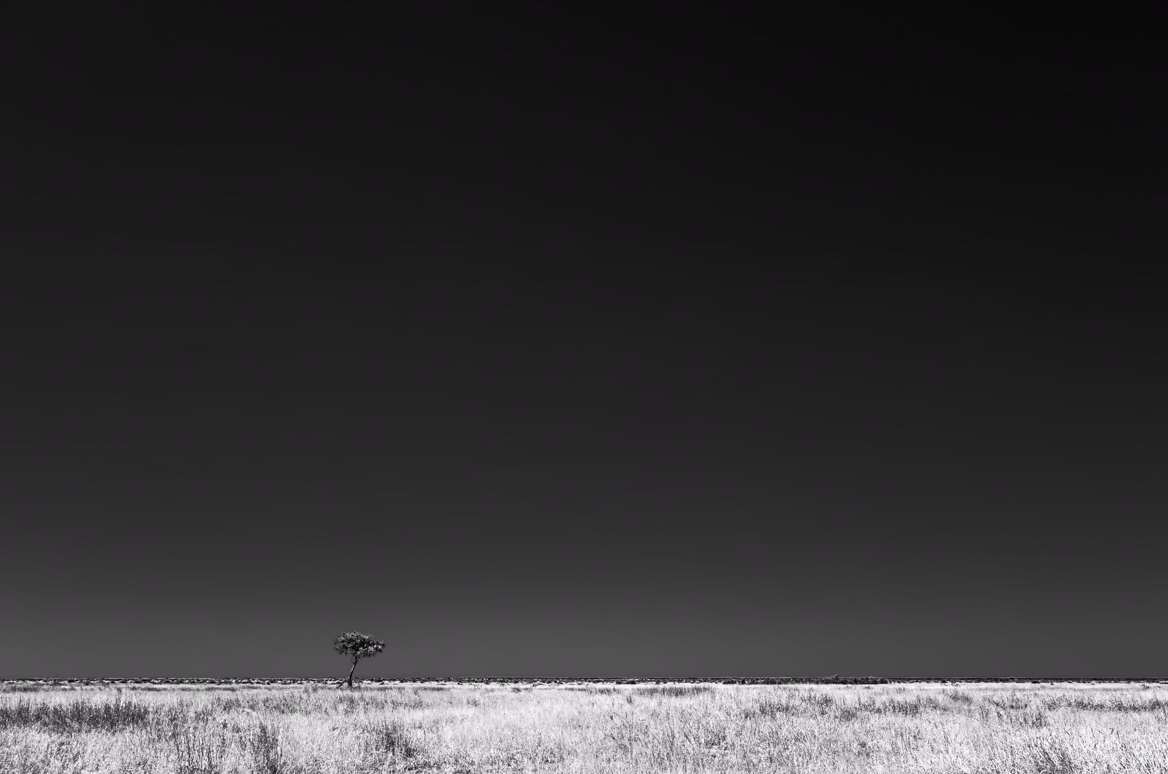 A minimalist black and white landscape photograph featuring a solitary tree standing on the vast, open plains of the Savuti region in Botswana, Africa.