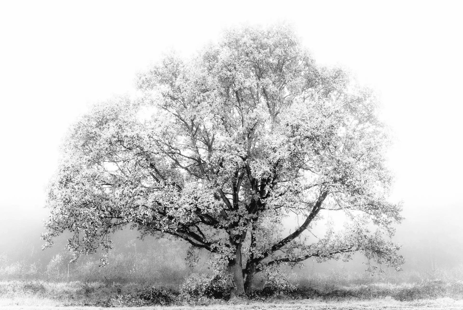 A high-key black and white photograph of a large, solitary tree, its form softly emerging from a dense white mist.