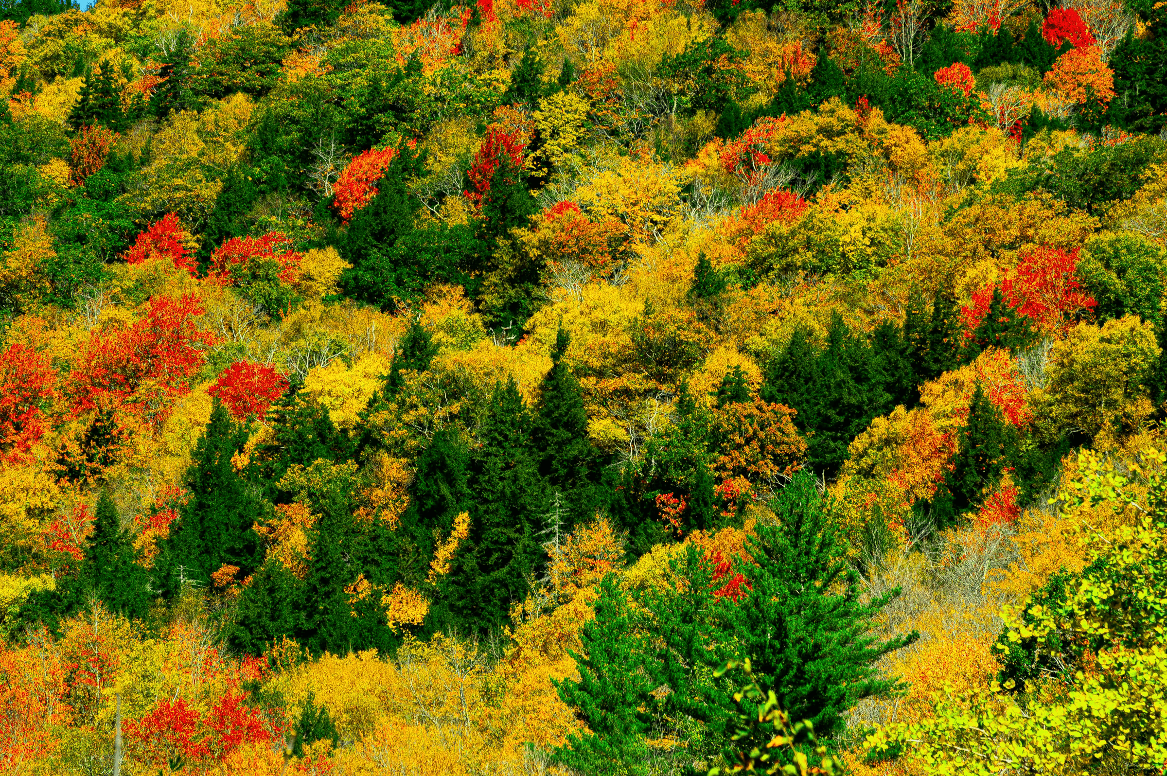Aerial landscape photograph of Vermont in autumn. A hillside is covered in a dense forest displaying a rich tapestry of fall colors: vibrant reds, oranges, yellows, and greens of autumn foliage.
