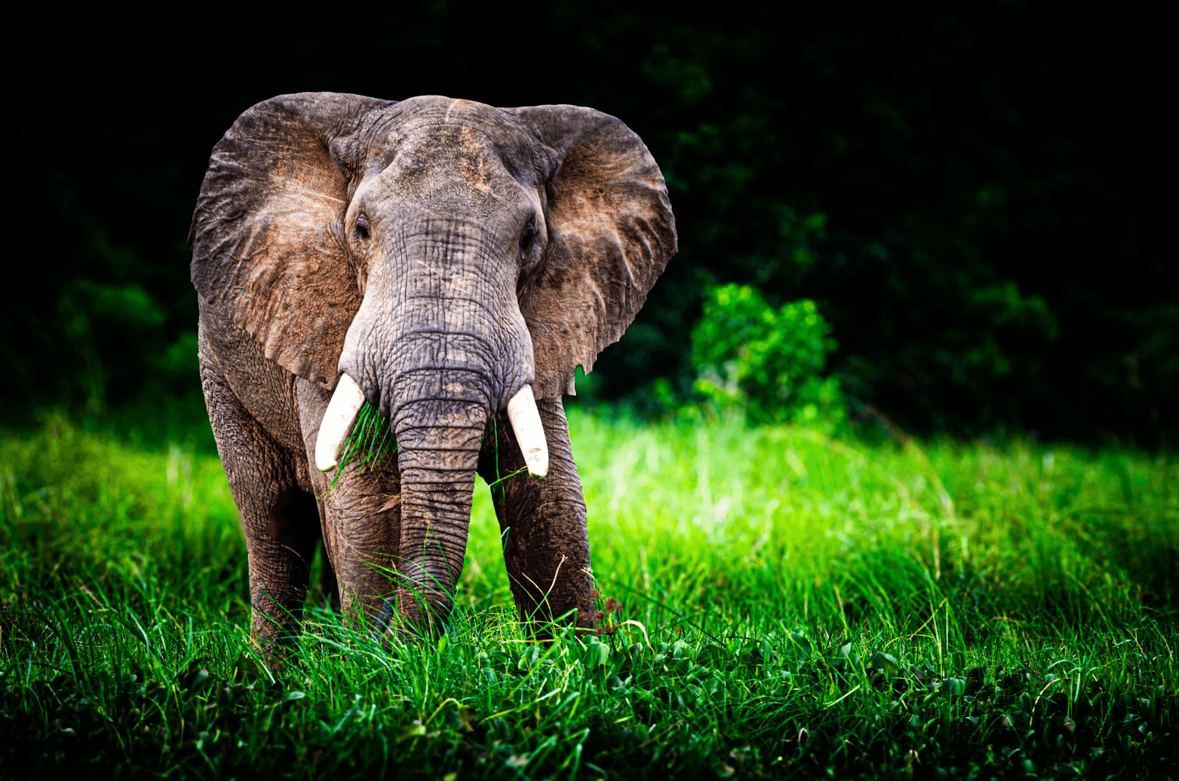African Elephant in Grassland, Uganda Front-facing African elephant standing in tall green grass in Uganda.