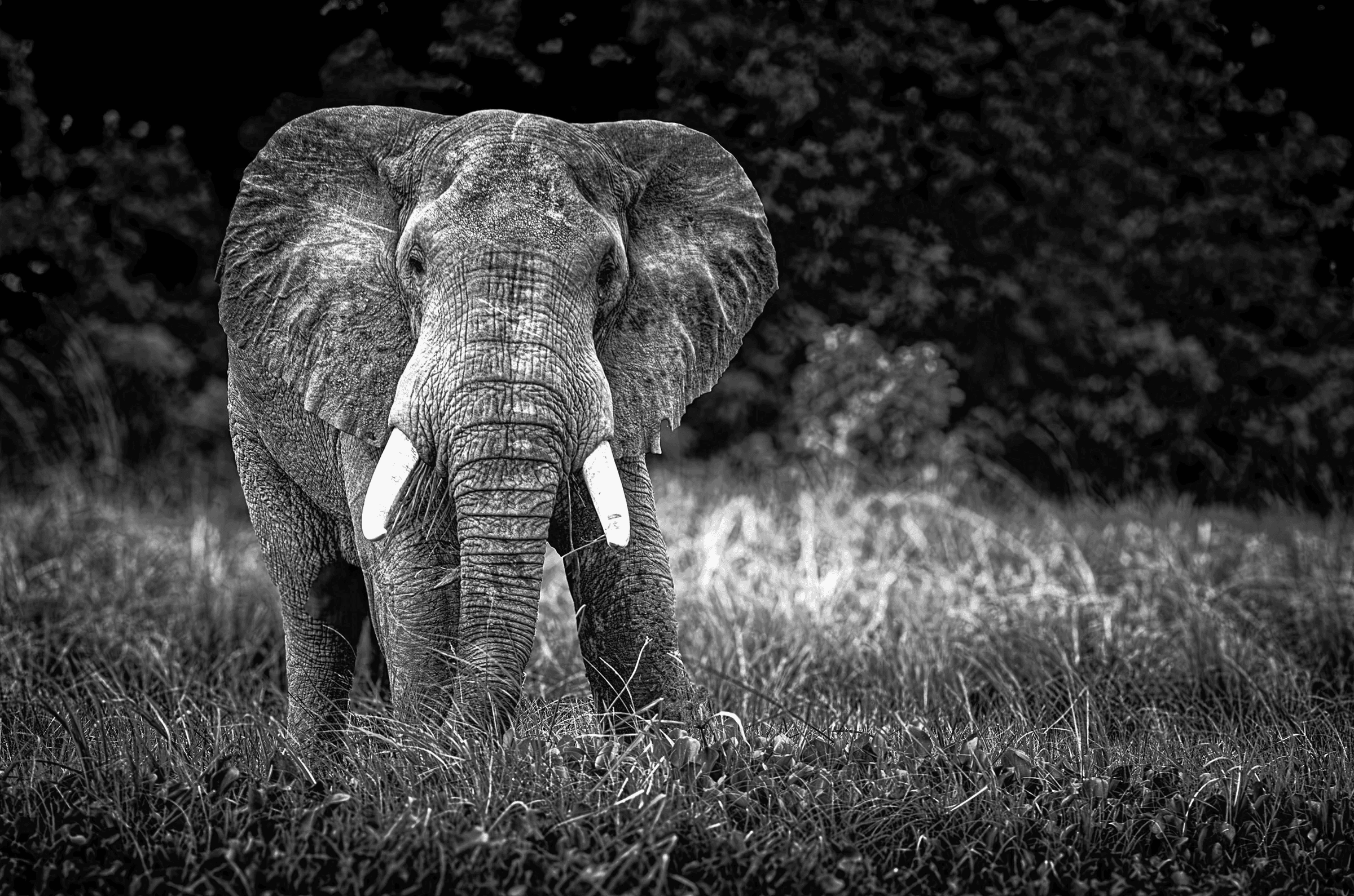 Black and white front-view portrait of a large African elephant with tusks, standing in tall grass against a blurred background.