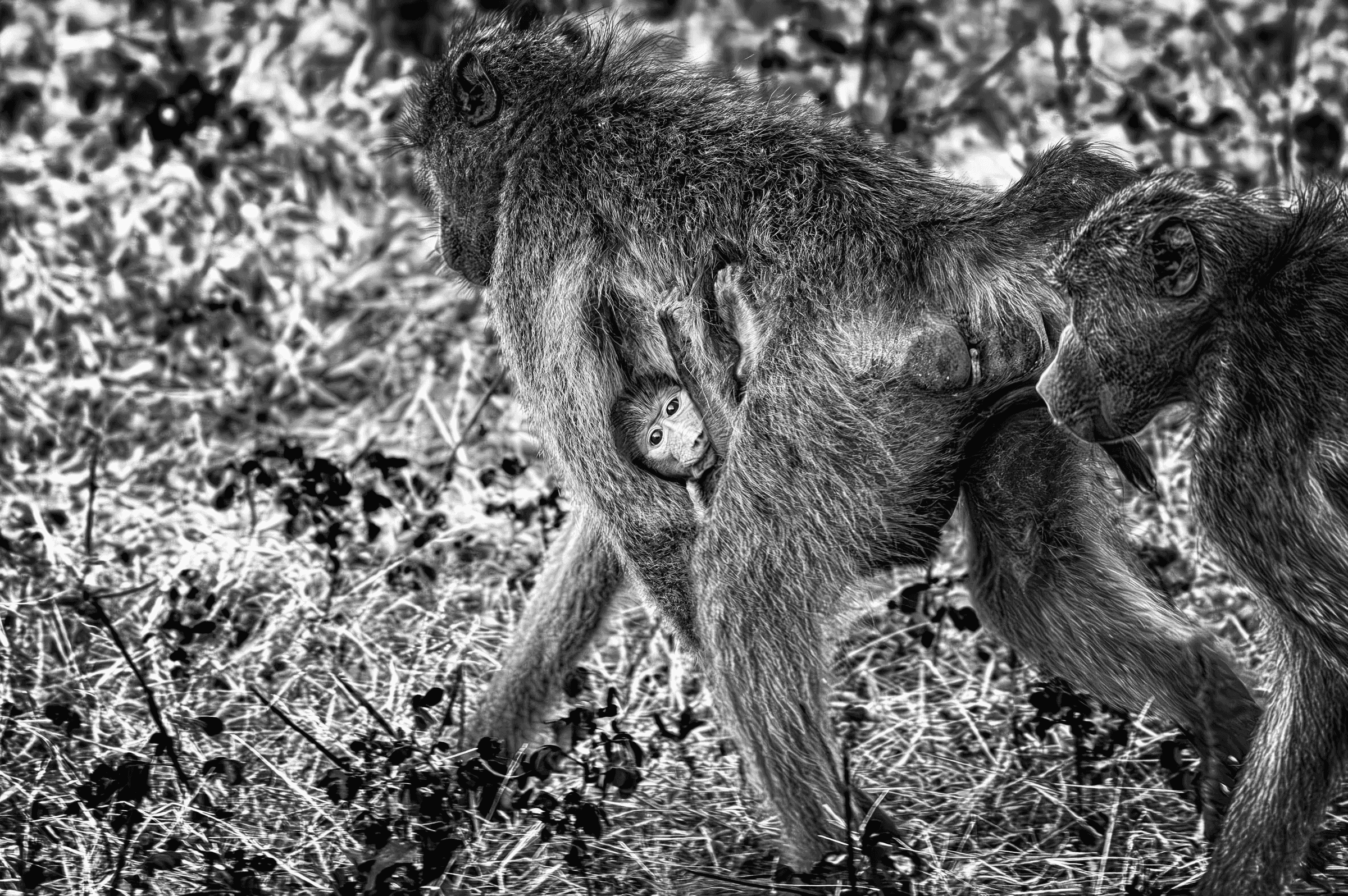 Baboon Mother and Infant An adult baboon walking through grassy terrain in Uganda, carrying its baby underneath its belly.