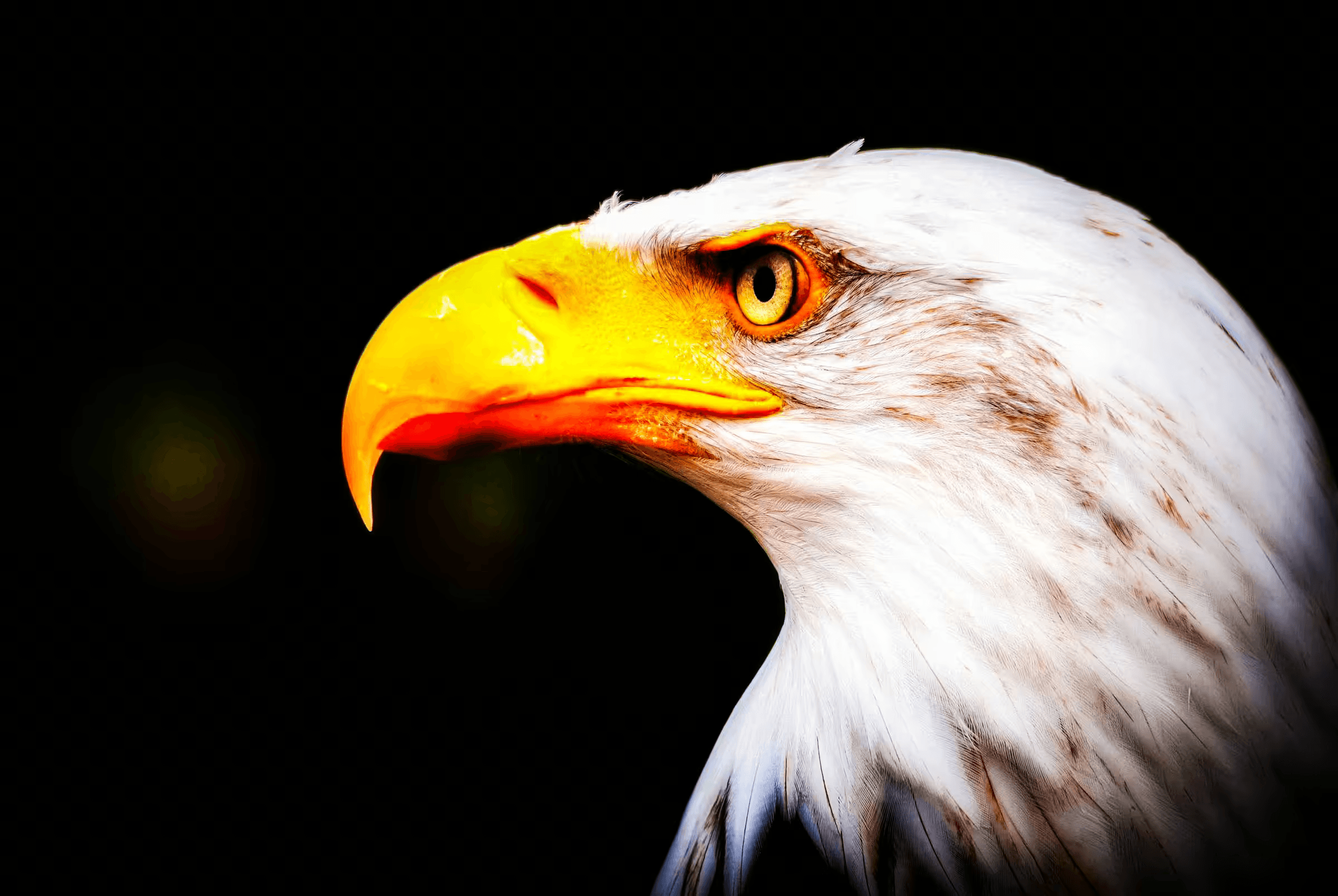 American Icon: Bald Eagle Portrait Close-up portrait photograph of a Bald Eagle.