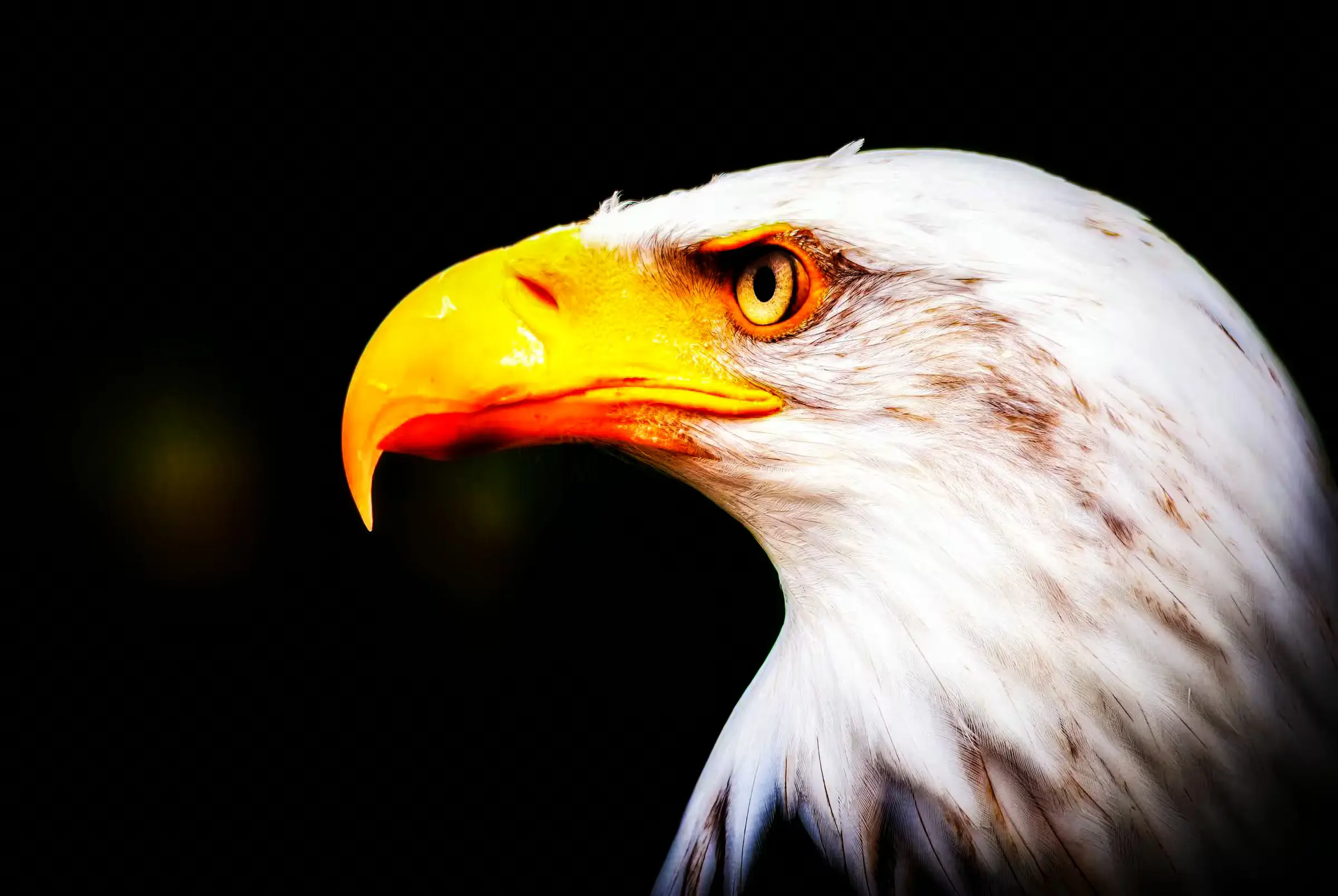 American Icon: Bald Eagle Portrait Close-up portrait photograph of a Bald Eagle.