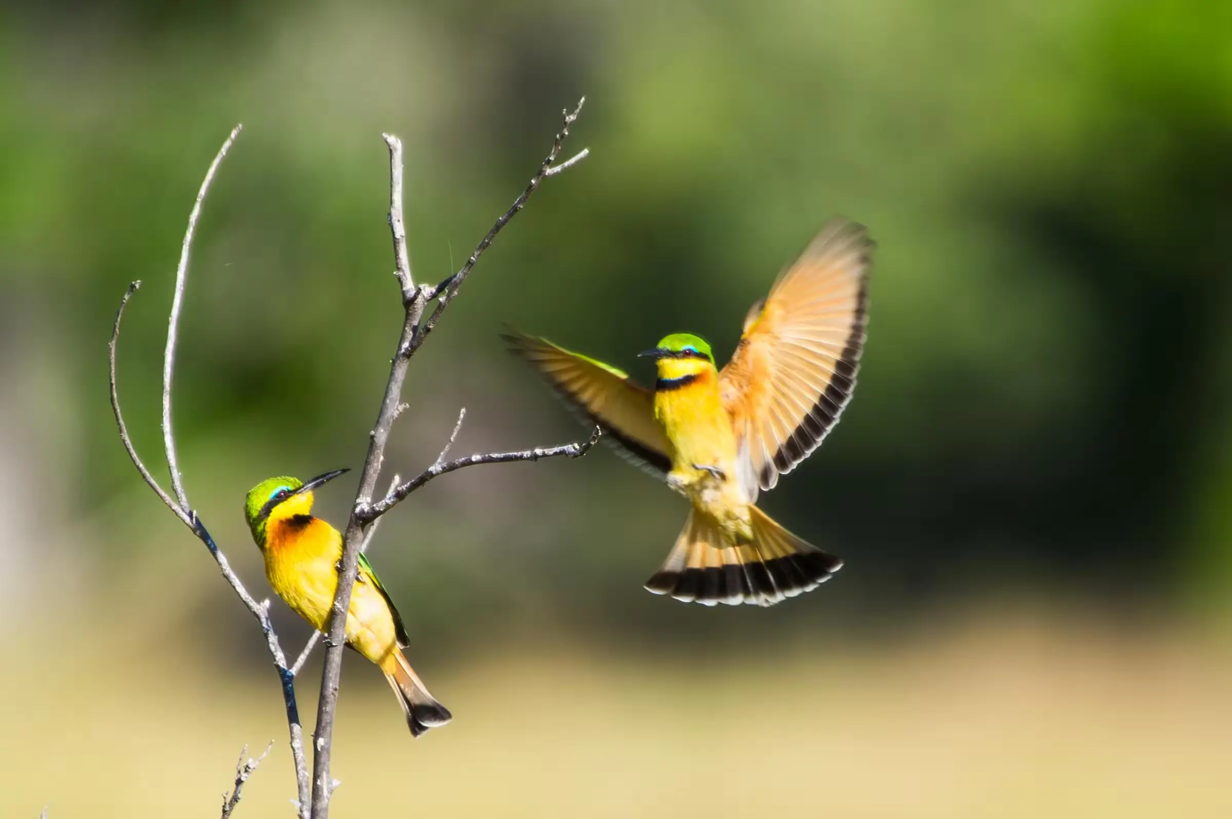 Bee-Eaters in Motion Two bee-eaters on a branch, one of them taking flight, in Welgevonden, South Africa.