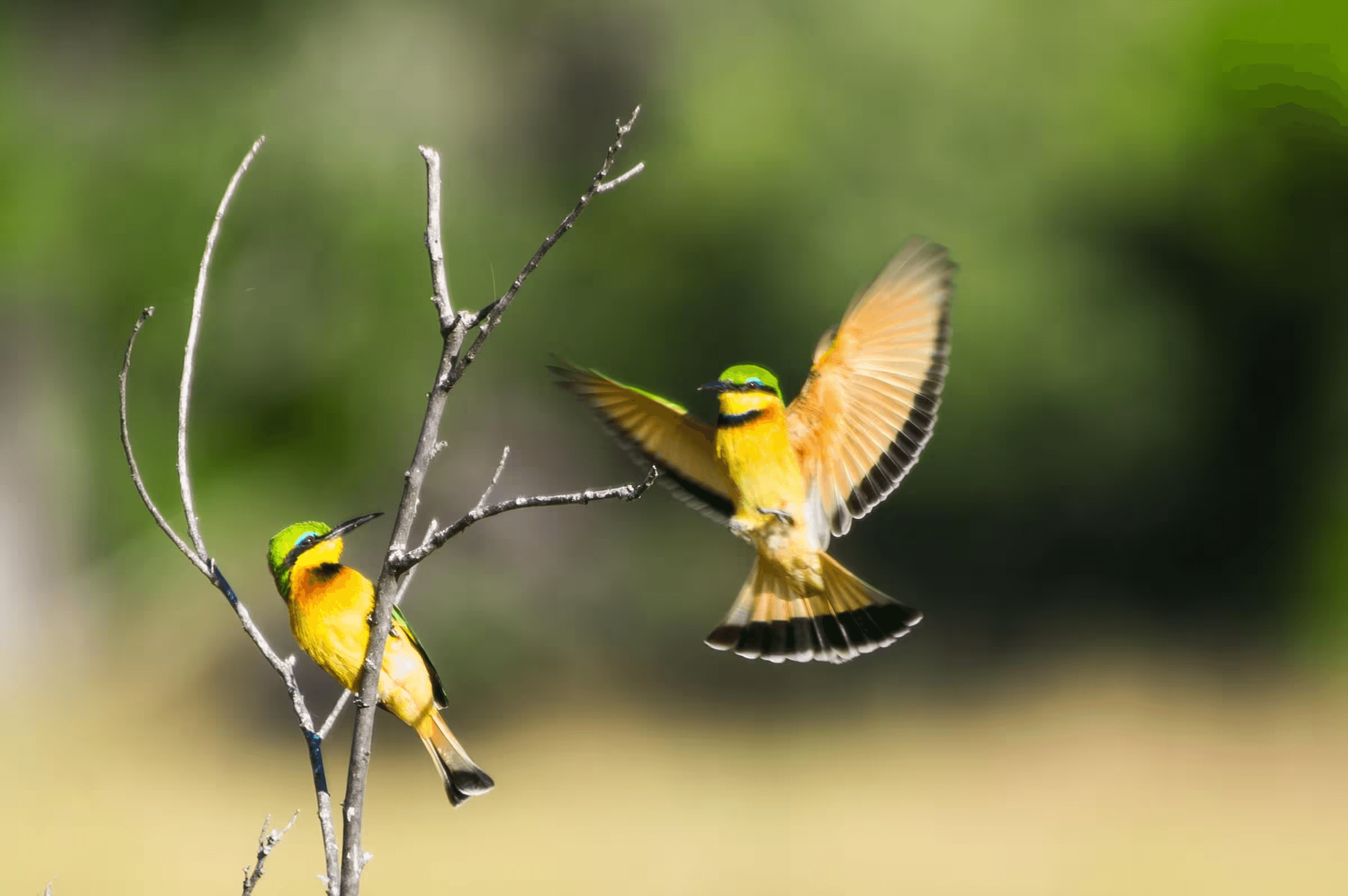 Bee-Eaters in Motion Two Bee-Eater birds on a branch.