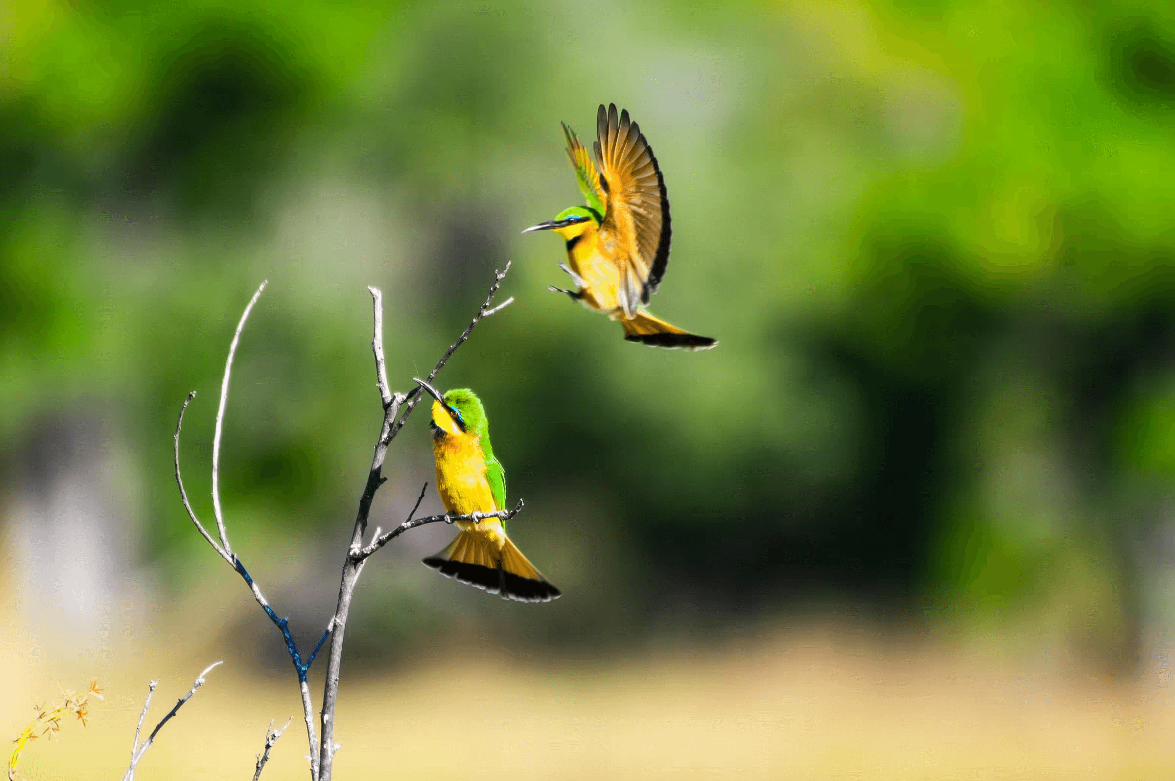 Bee-Eaters' Winged Dance Bee Eaters Wings Flight in Welgevonden.