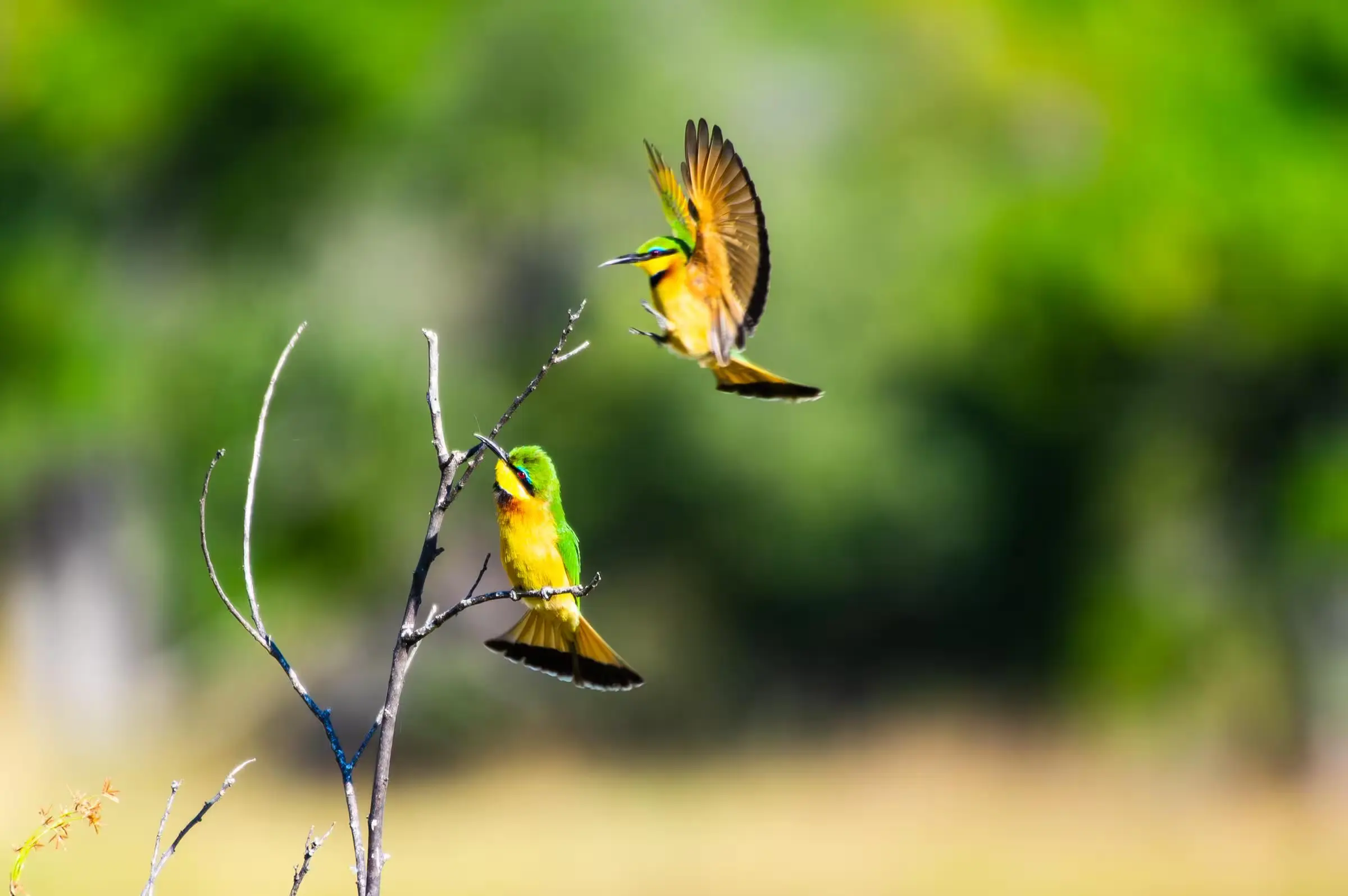 Bee-Eaters' Winged Dance Two bee-eaters in flight with wings spread against a green background in Welgevonden, South Africa.