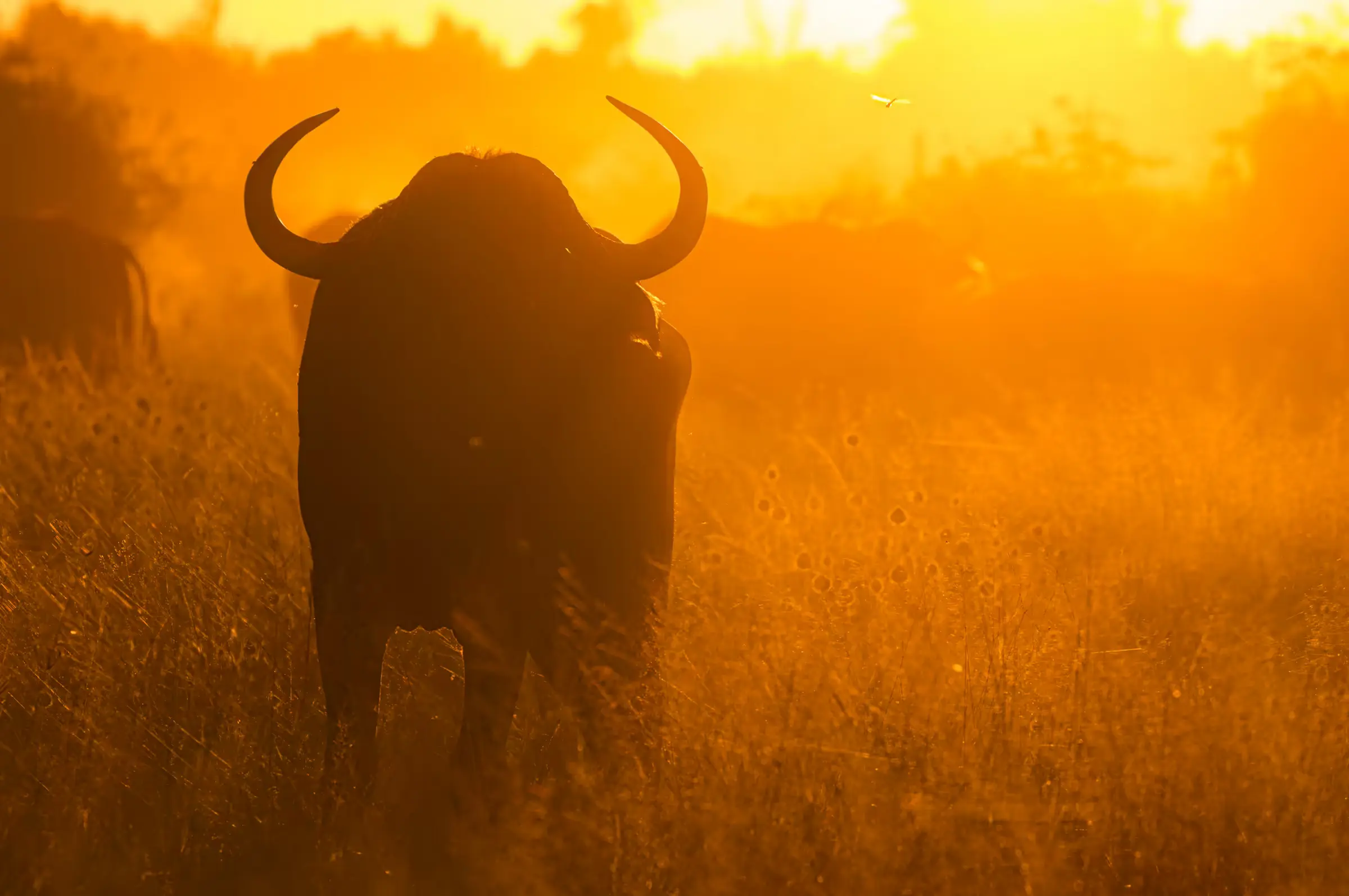 Sunlit Majesty: Bull of Botswana Silhouette of a bull in Botswana against a golden sky at sunrise or sunset.
