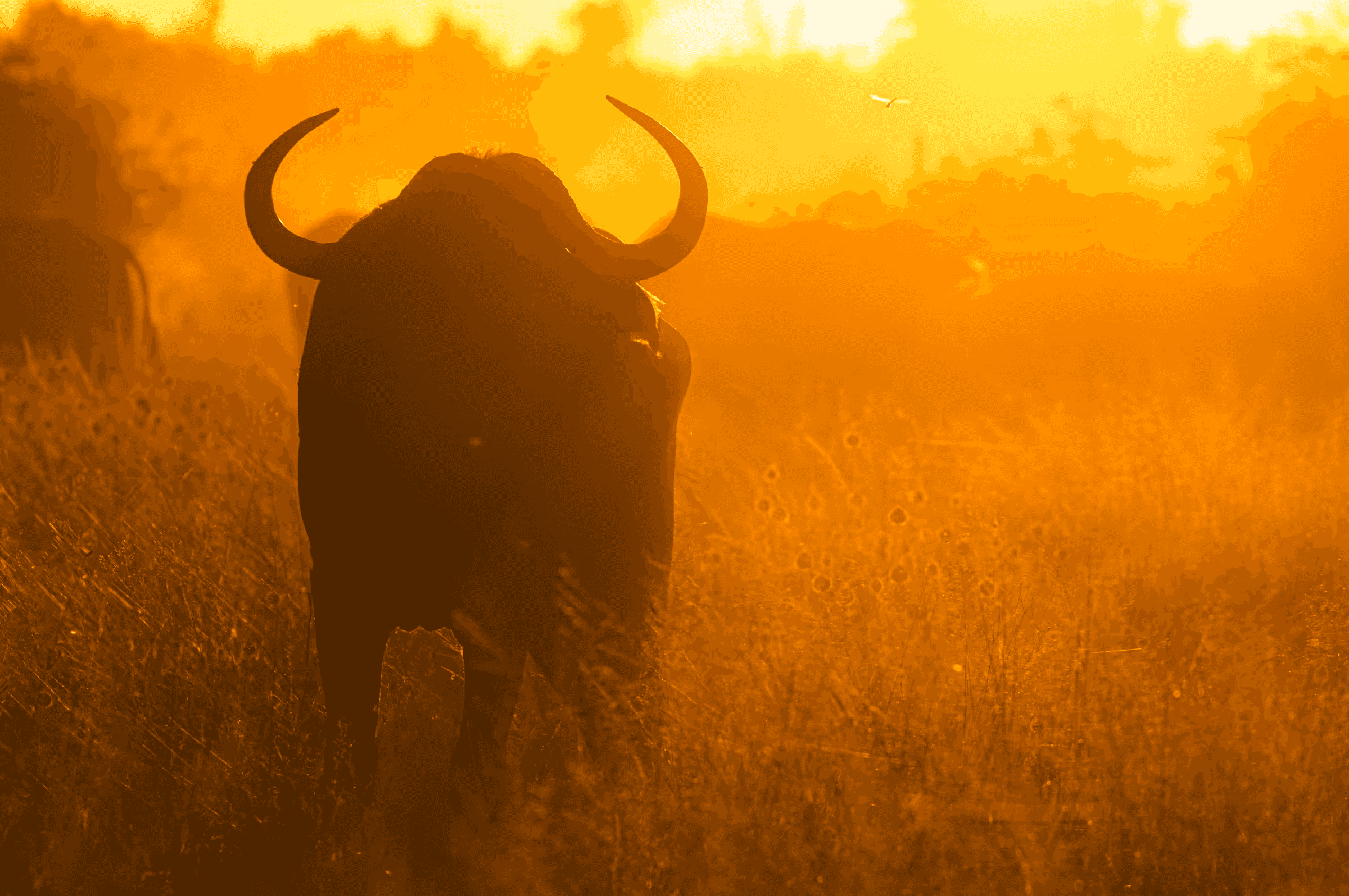 Sunlit Majesty: Bull of Botswana Dramatic silhouette of an African bull in Botswana against a vibrant golden sunset/sunrise.