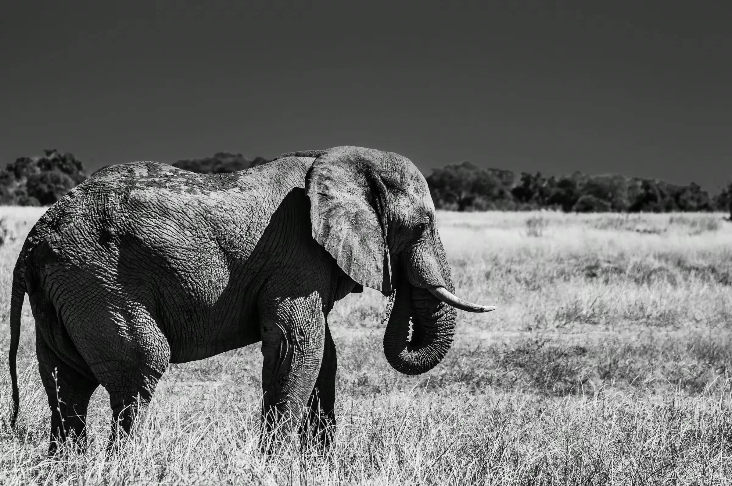 Botswana Giant: Elephant in Monochrome Black-and-white photograph of an African elephant walking across the plains in Botswana.