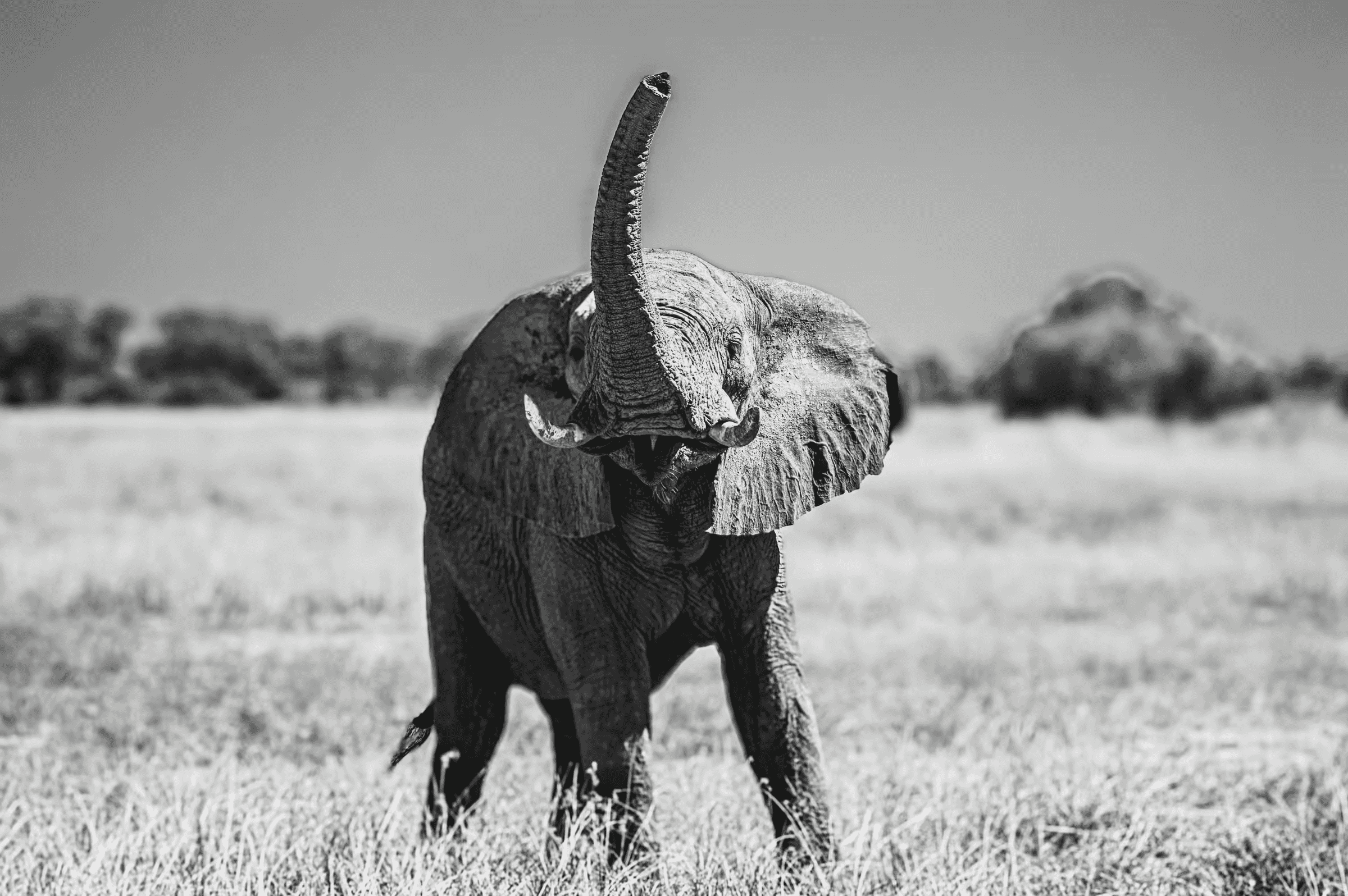 Elephant's Skyward Trumpet An African Elephant in Botswana raising its trunk skyward.