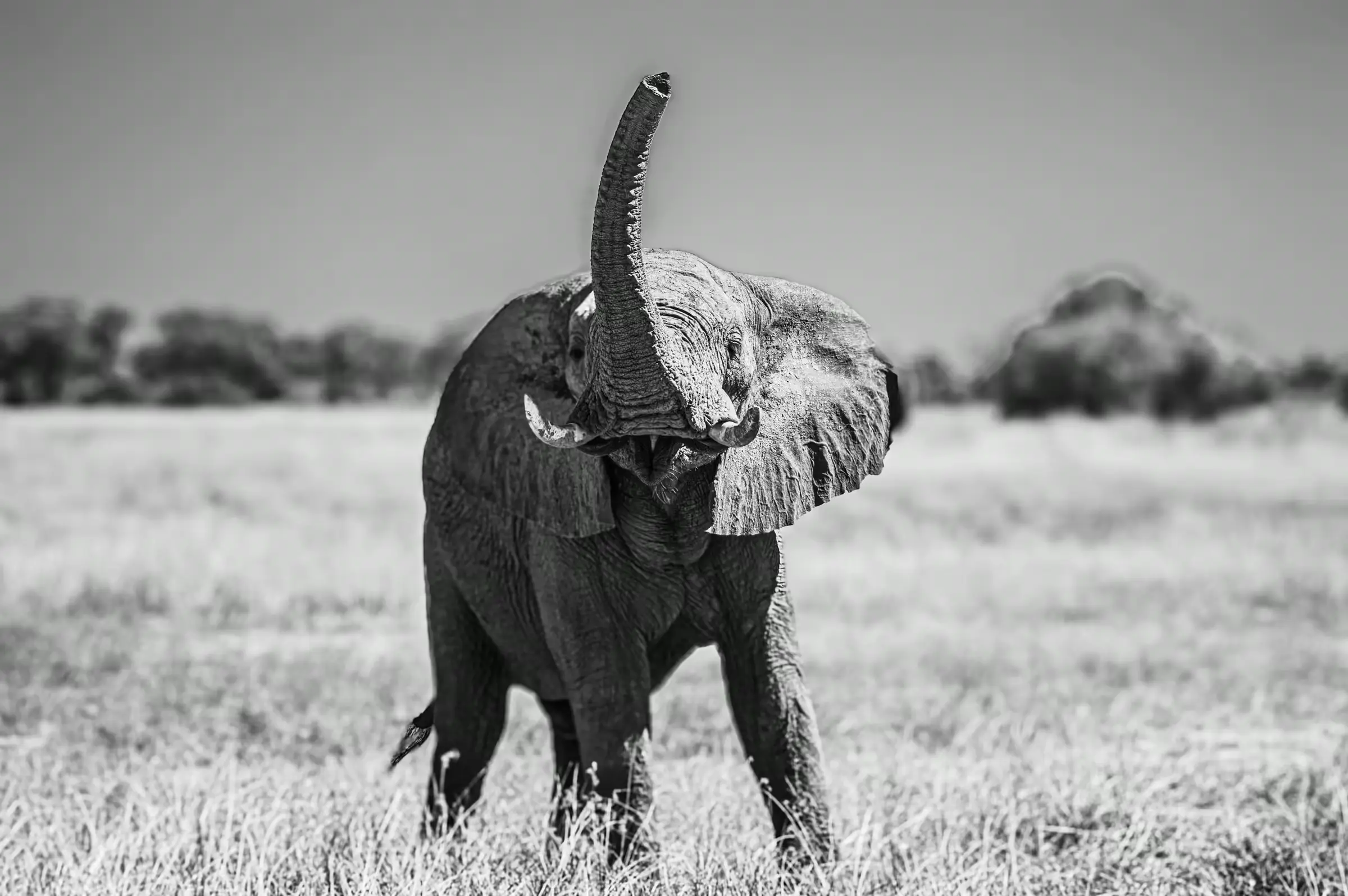 Elephant's Skyward Trumpet An African Elephant in Botswana raising its trunk skyward.