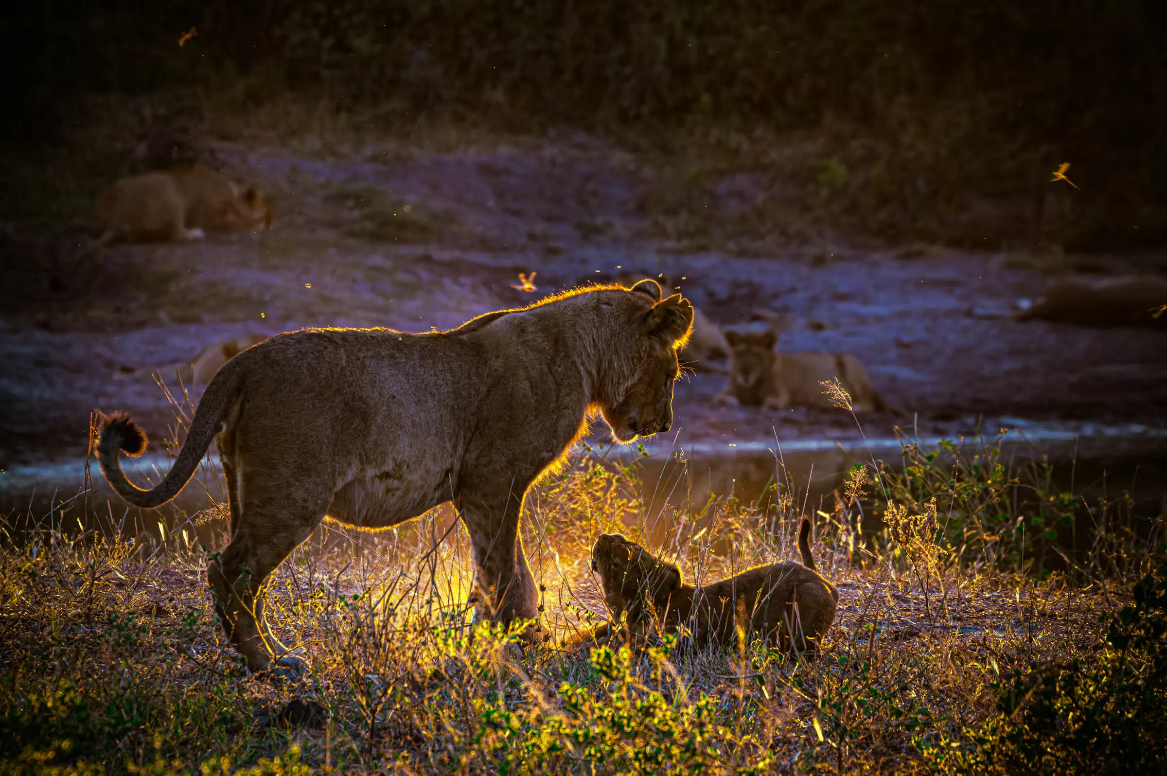 Golden Hour Play: Botswana Lion Cubs A lion cub and juvenile lion playing in golden sunlight in Botswana.
