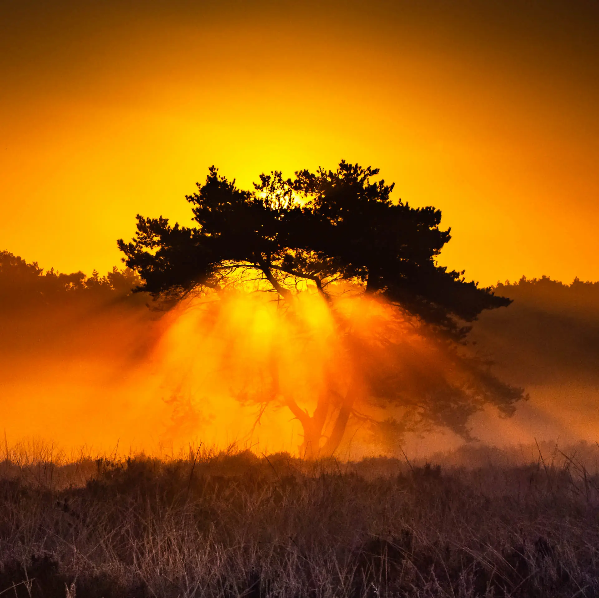 Burning Bush — Teus Renes