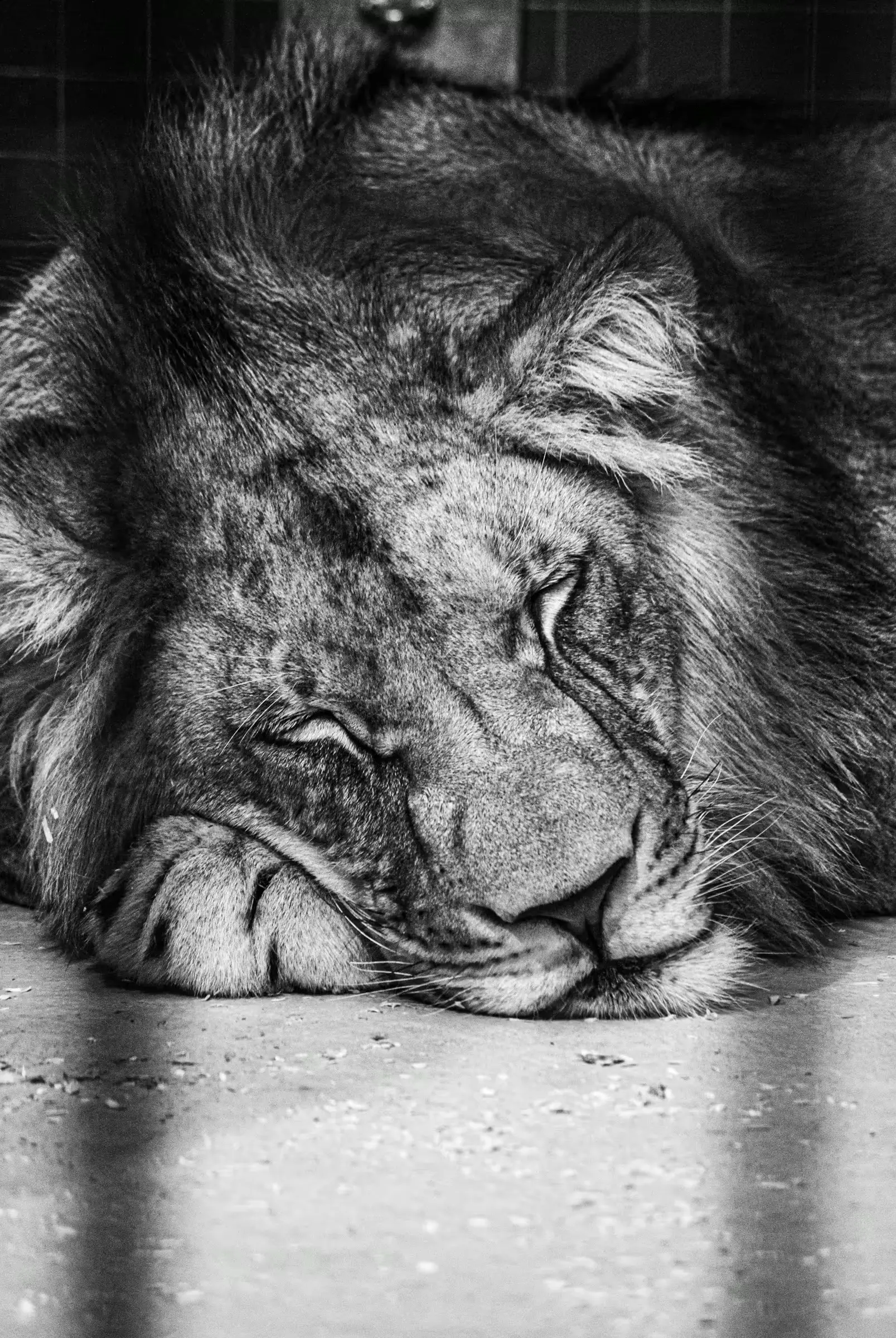 Caged Majesty: Berlin Lion in Repose Monochrome portrait of a lion lying down in an enclosure at Berlin Zoo.