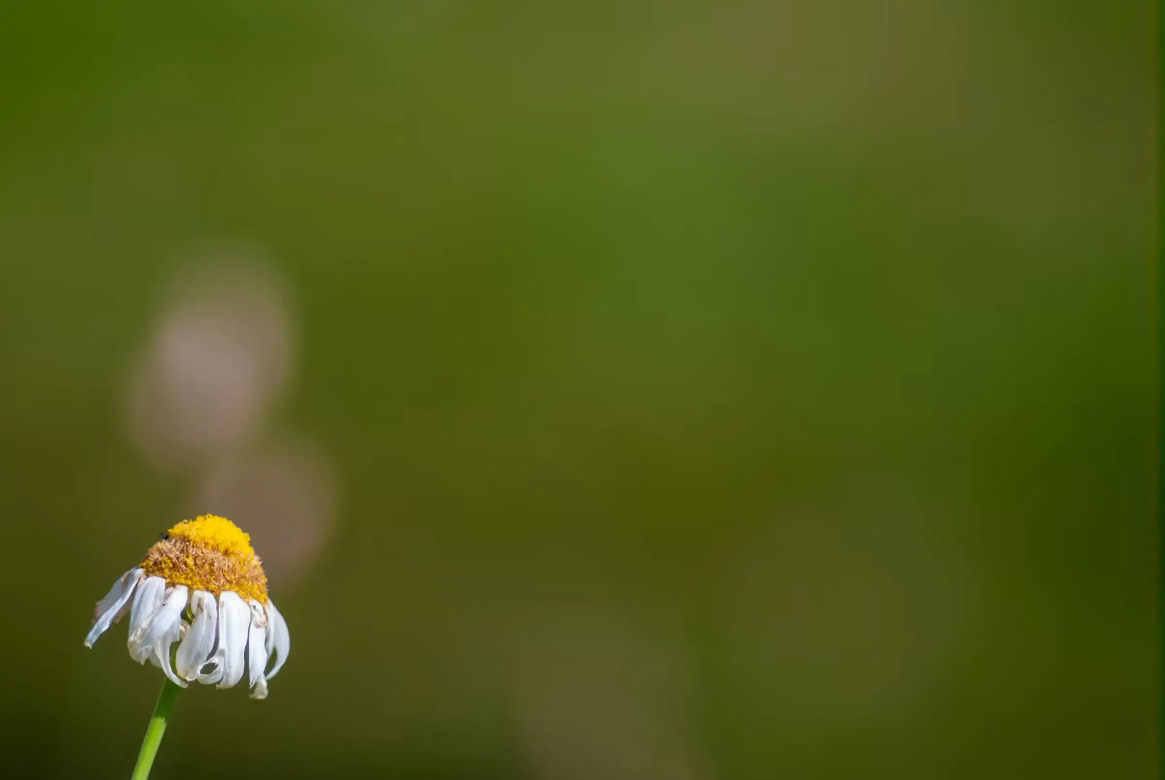 Chamomile's Gentle Nod Close-up landscape photograph of a single chamomile flower in Piedmont, Italy.