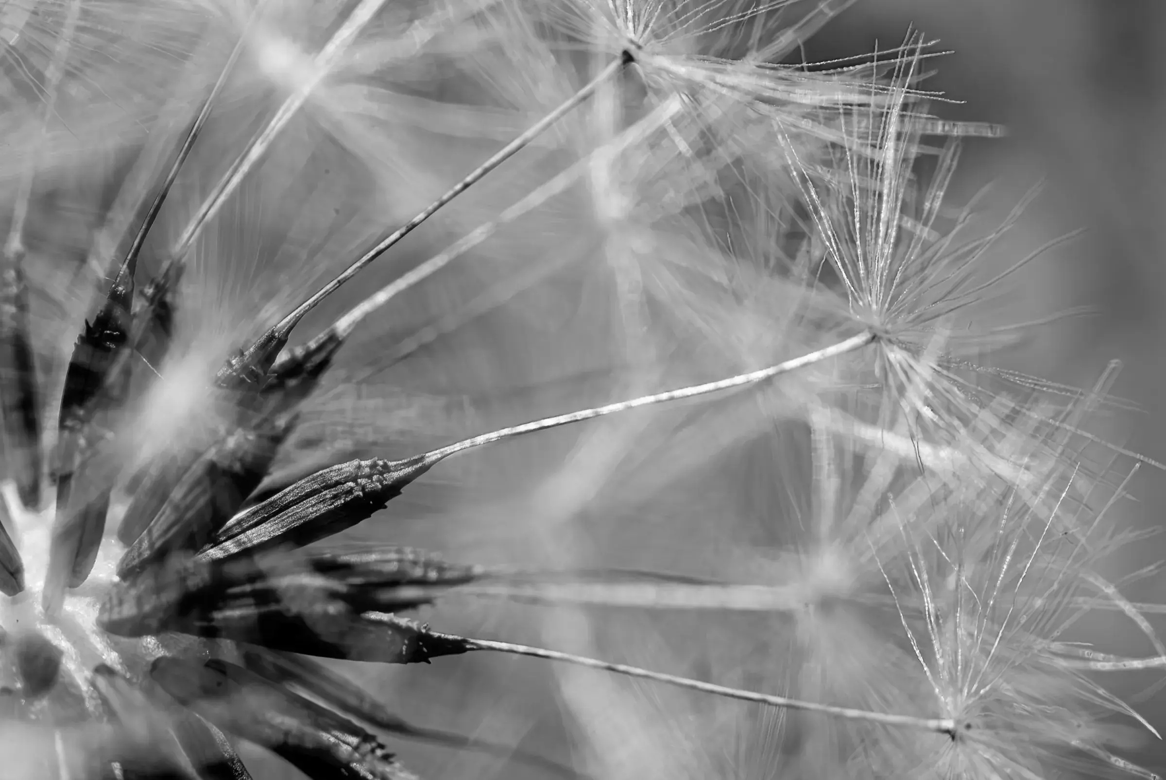 Dandelion Seed Head Macro Black-and-white close-up of a dandelion seed head.
