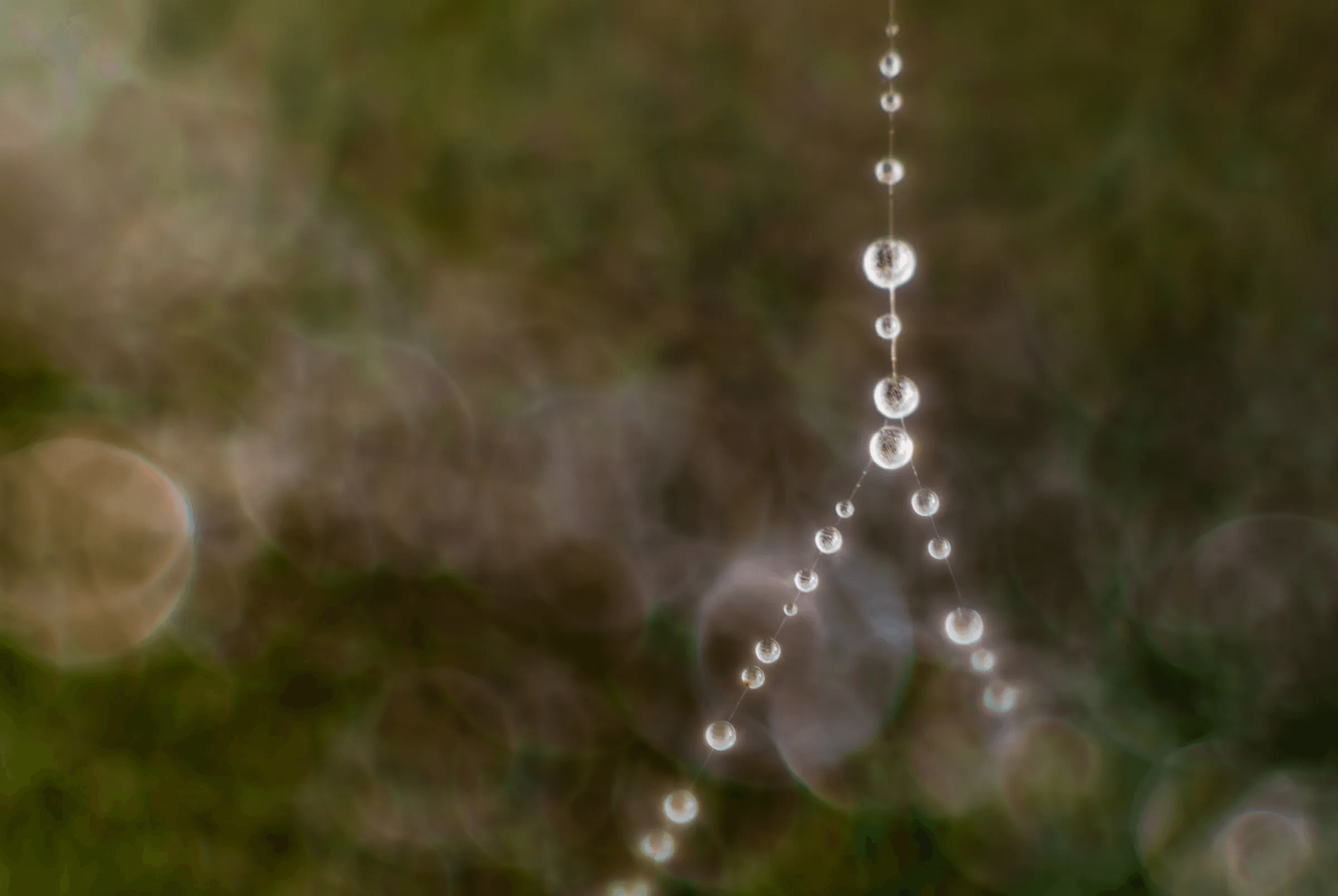 Macro color photograph of glistening dew drops clinging like beads to the fine strands of a spider web against a soft-focus green and brown background.