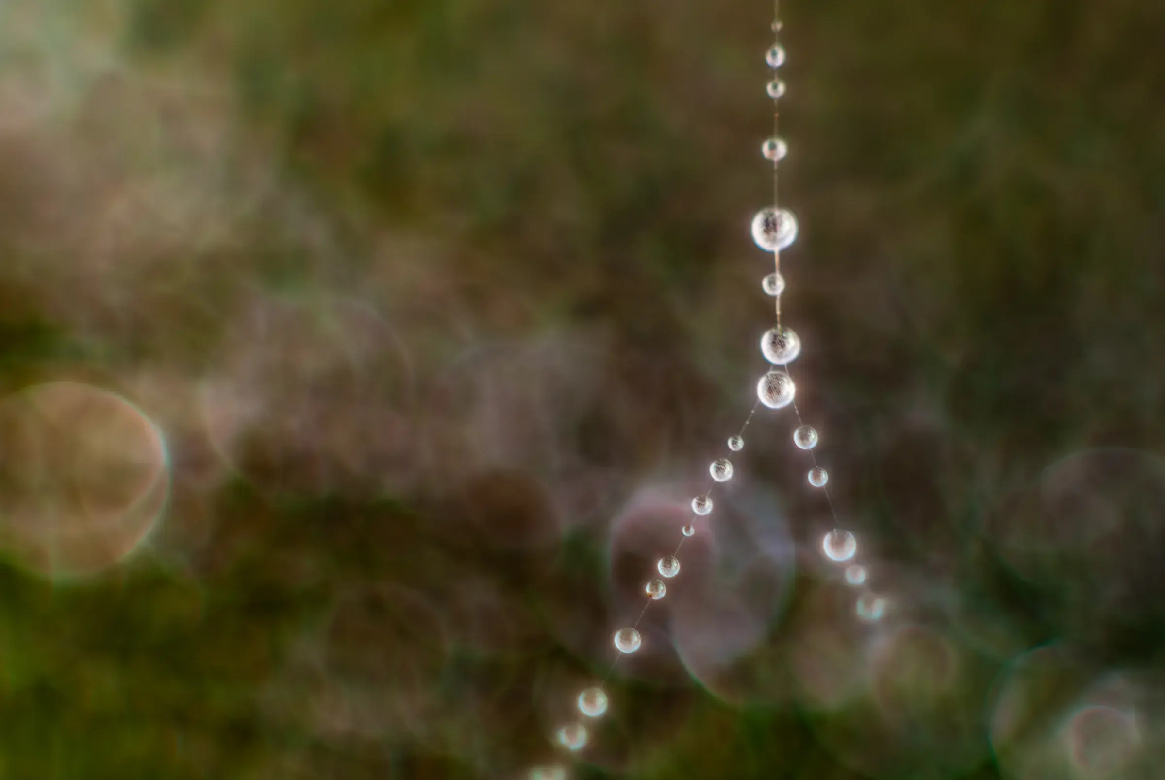 Dew Drops on Spider Web Close-up of dew drops strung along the threads of a spider web.