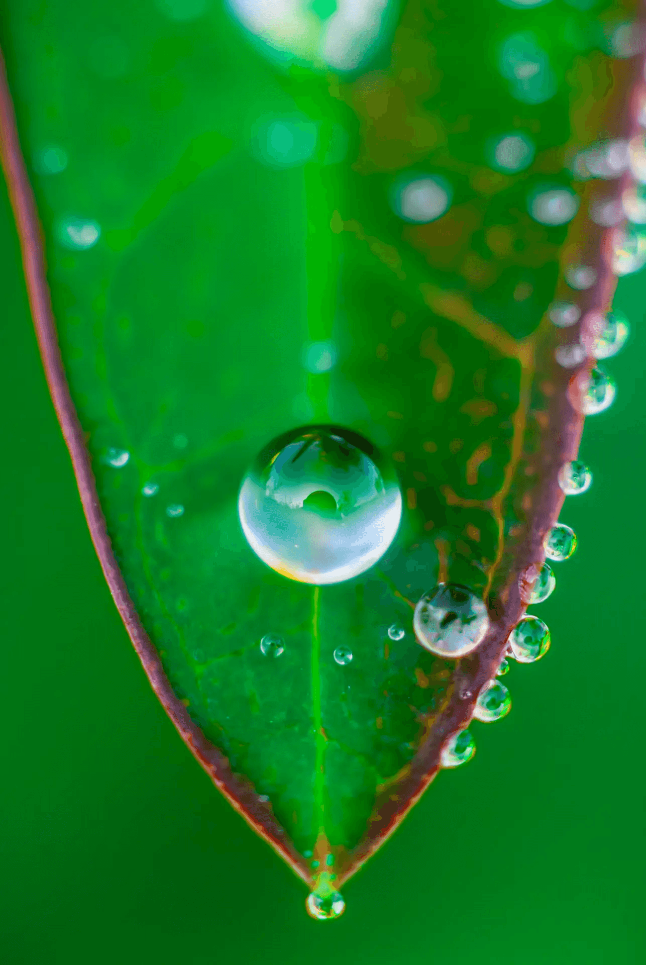 Macro photograph of a large, luminous dewdrop clinging to the tip of a vibrant green leaf.