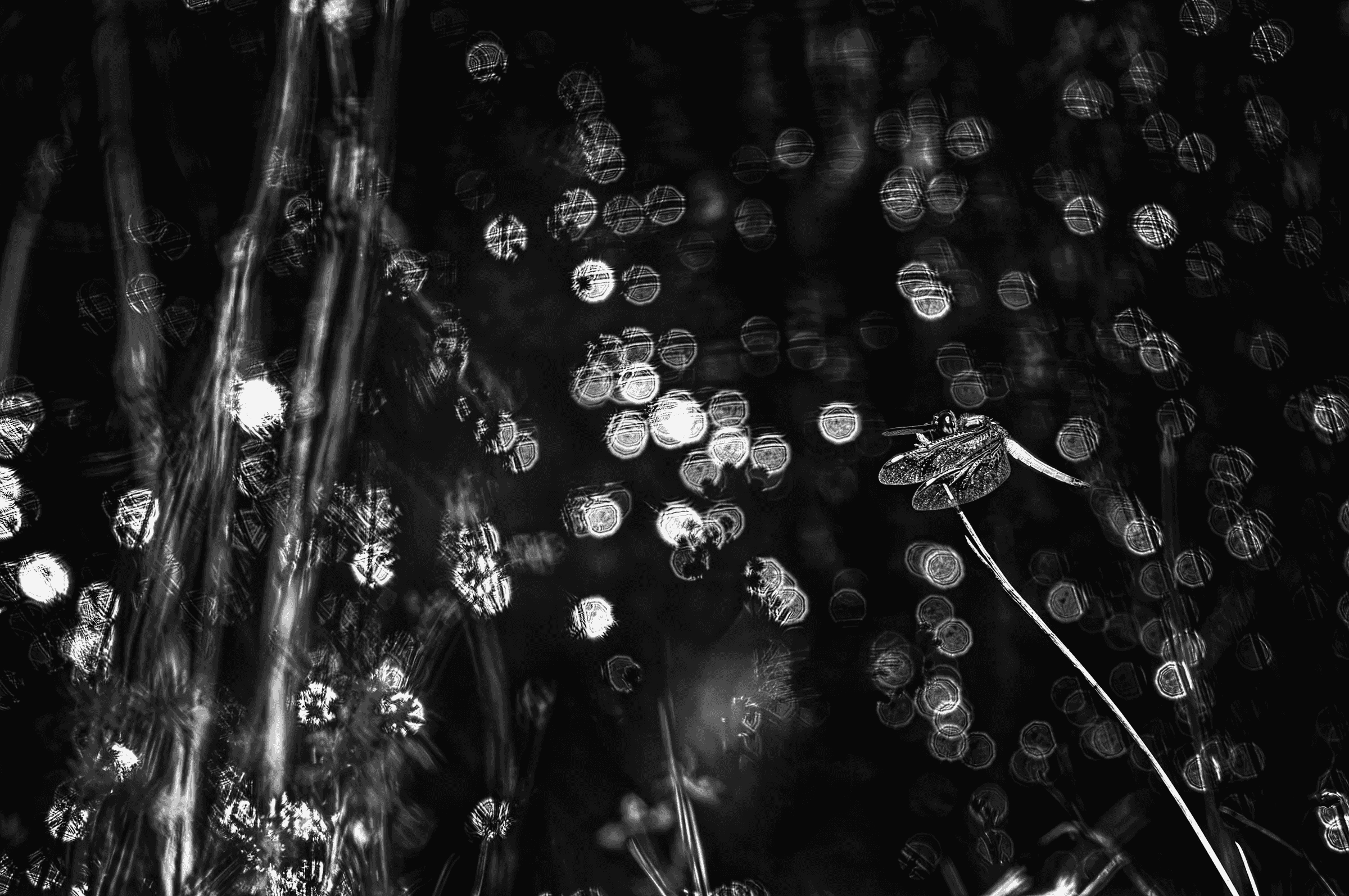 Dragonfly Amidst Bokeh Dragonfly Amidst Bokeh in its natural habitat in monochrome.