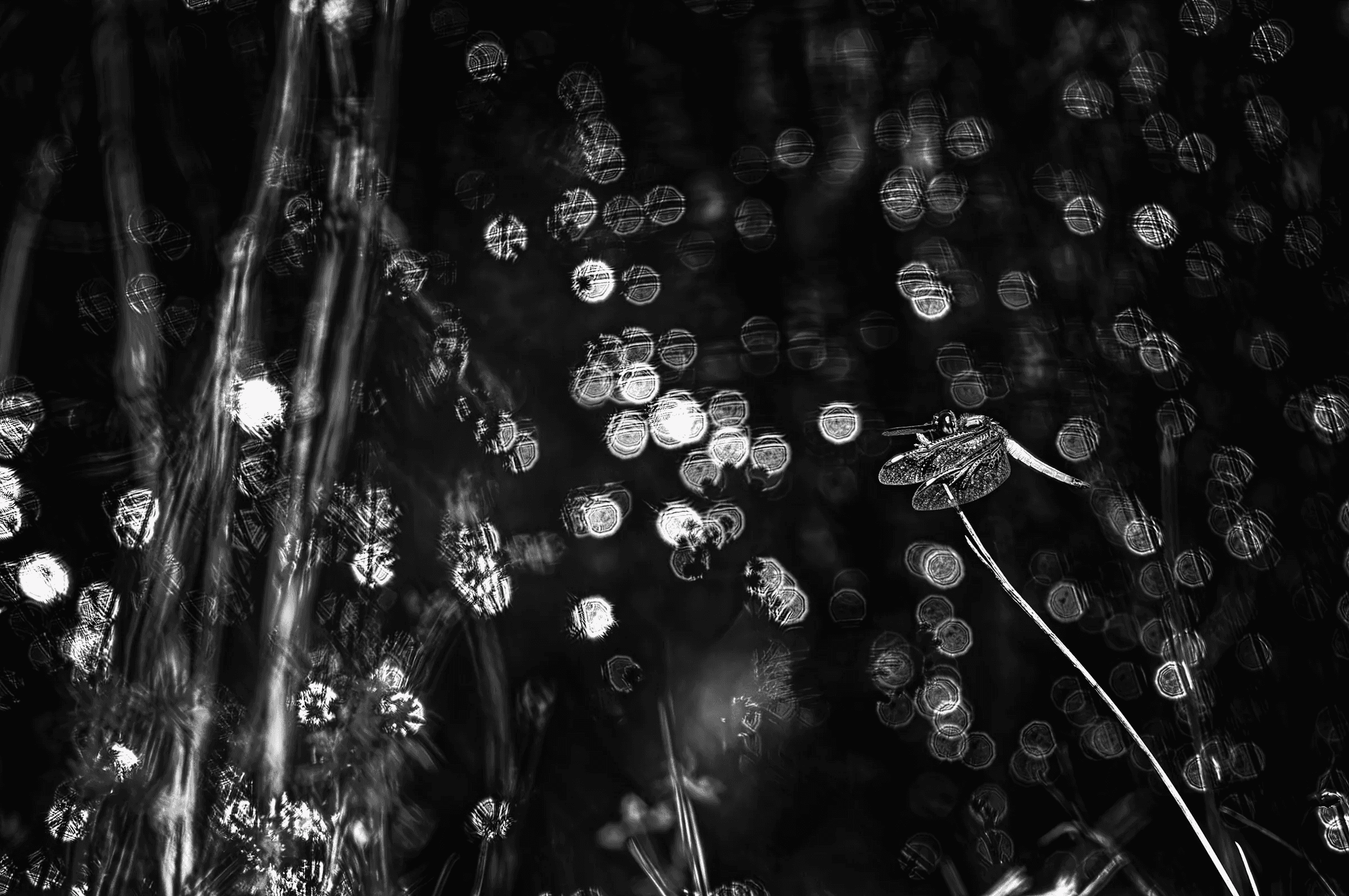 Black and white photograph of a dragonfly perched on a plant stem against a dark background filled with sparkling circular bokeh highlights.