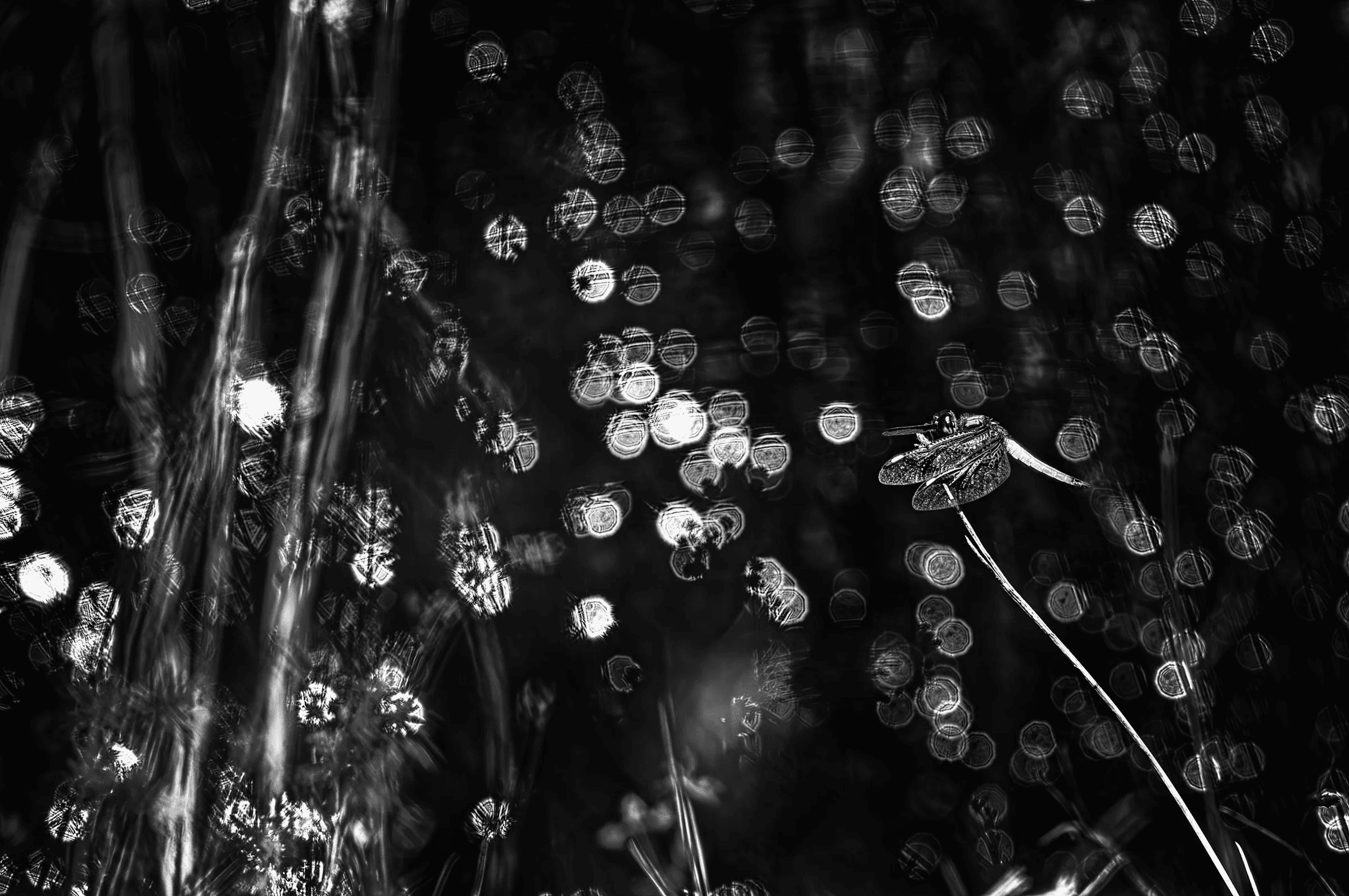 Dragonfly Amidst Bokeh Dragonfly Amidst Bokeh in its natural habitat in monochrome.