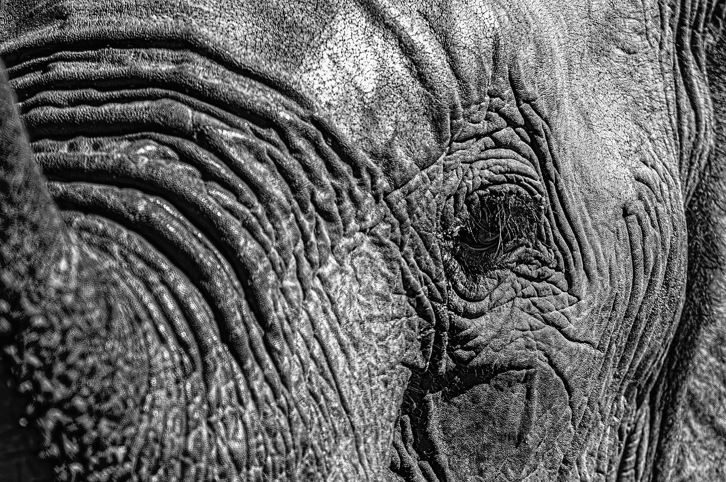 Extreme close-up black and white photograph of an elephant's eye, showing detailed texture of the surrounding wrinkled skin.