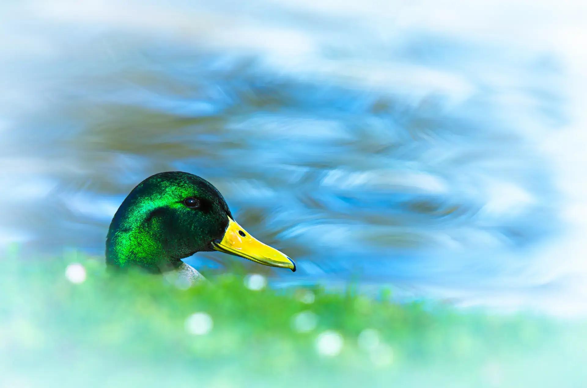 Emerald Gaze: Mallard Study Close-up portrait of a male mallard duck.