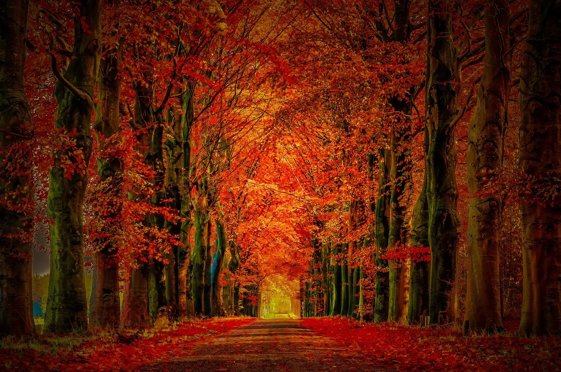 Autumn's Golden Tunnel Autumn landscape photograph of a tree tunnel in Etten-Leur, Netherlands.