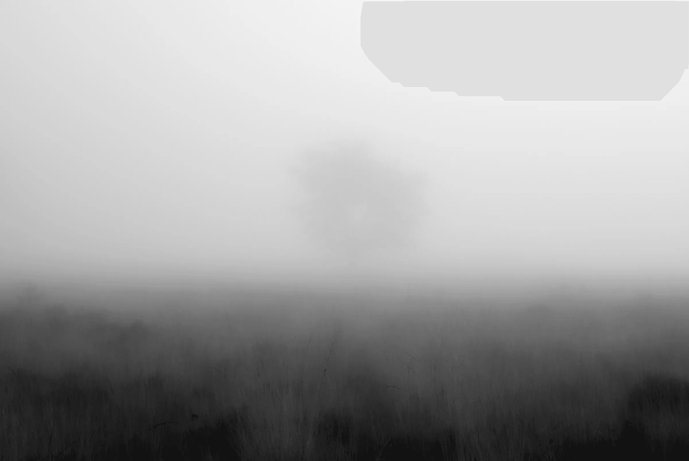 Black and white landscape photograph of a solitary tree silhouetted in the distance through dense fog, above a dark field of grass.