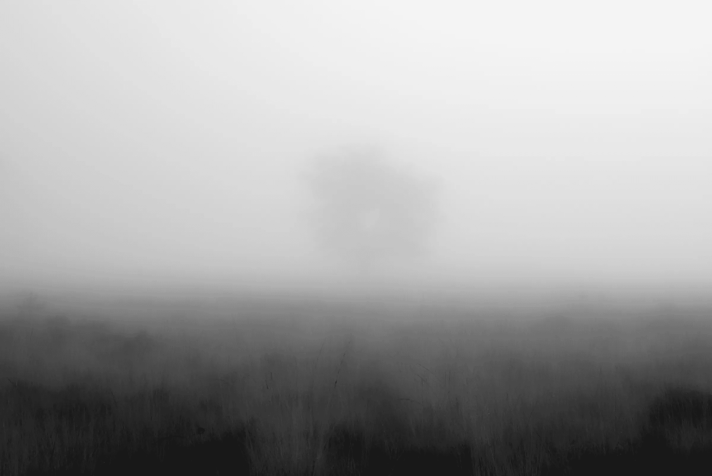 Solitary Tree in Fog A solitary tree silhouetted in the distance through dense fog, above a dark field of grass.