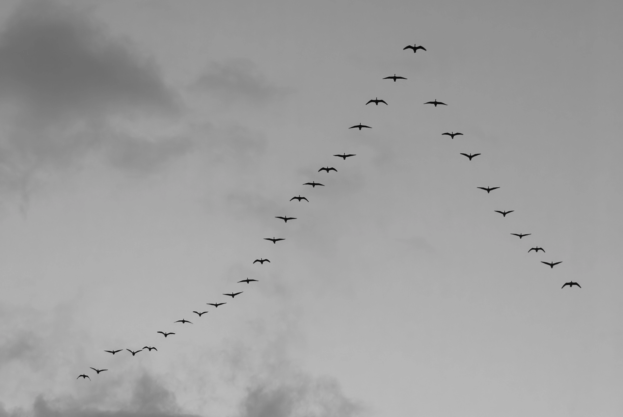 Black and white photograph of a flock of geese flying in a distinct V-formation across a grey, cloudy sky.