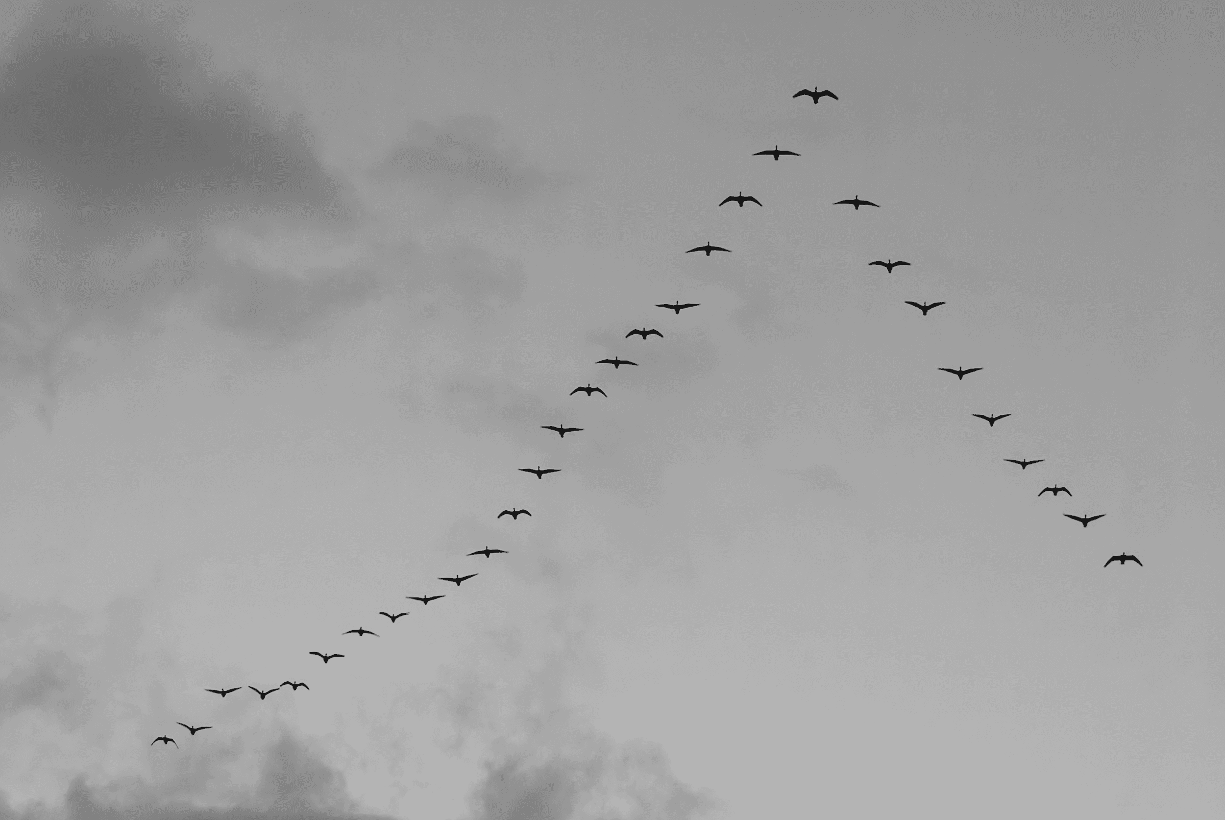 Black and white photograph of a flock of geese flying in a distinct V-formation across a grey, cloudy sky.