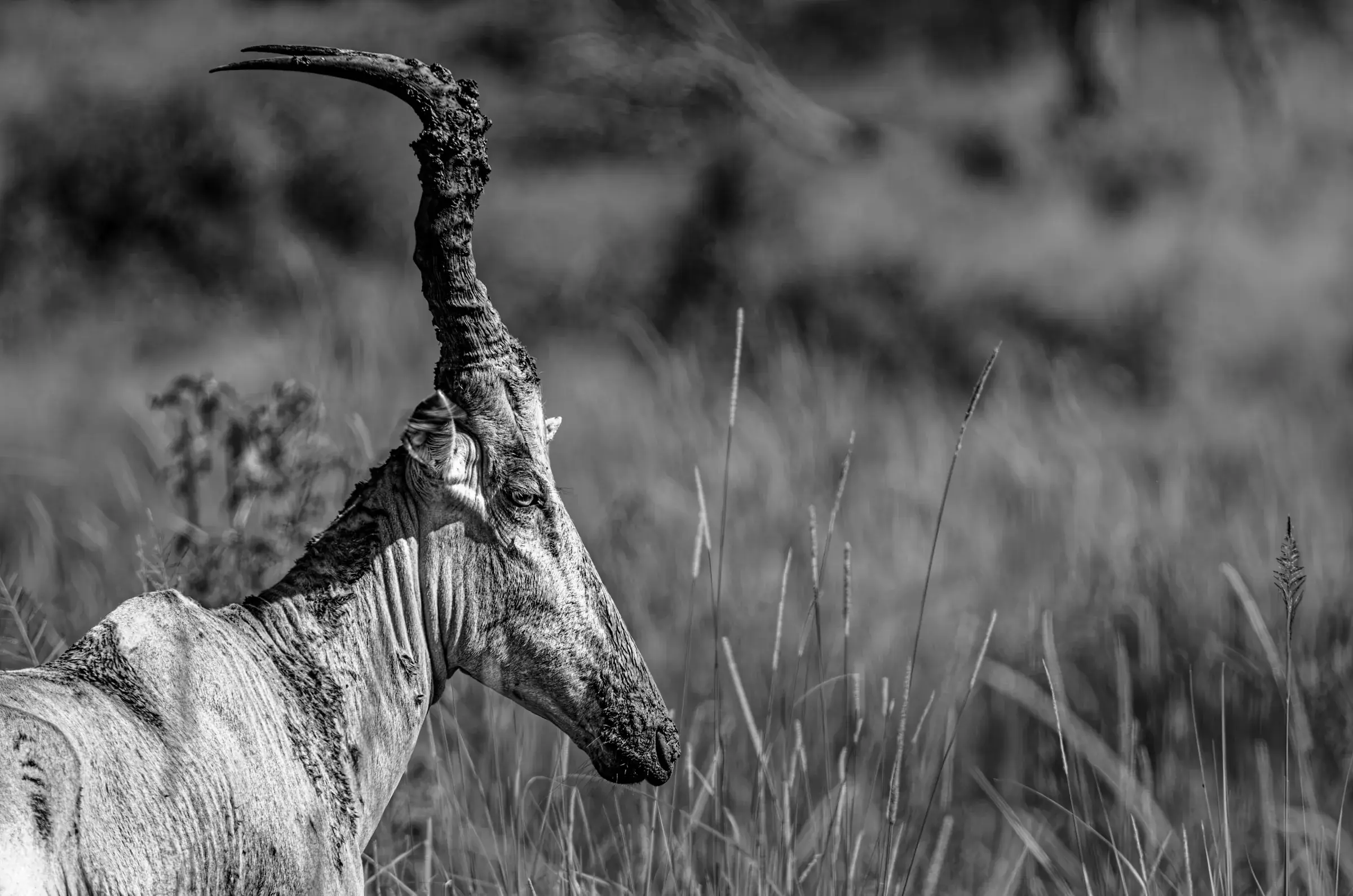 Hartebeest Portrait Black-and-white profile portrait of a hartebeest in Uganda.