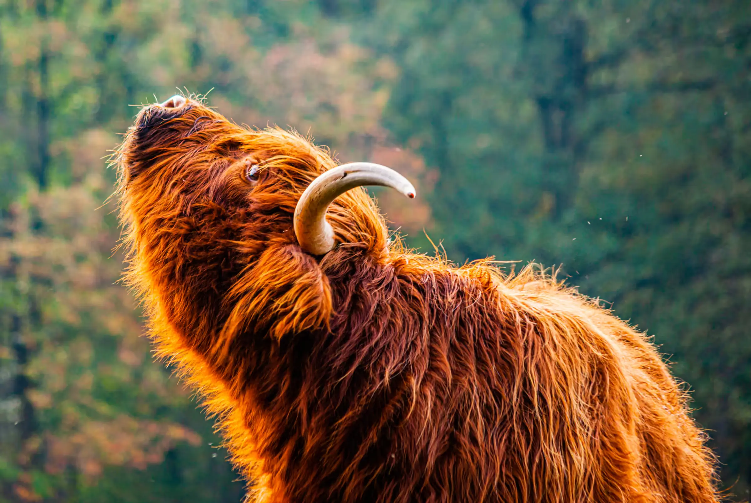 Highland Majesty: A Pastoral Voice A Highland cow with its mouth open, calling out in the Scottish Highlands.