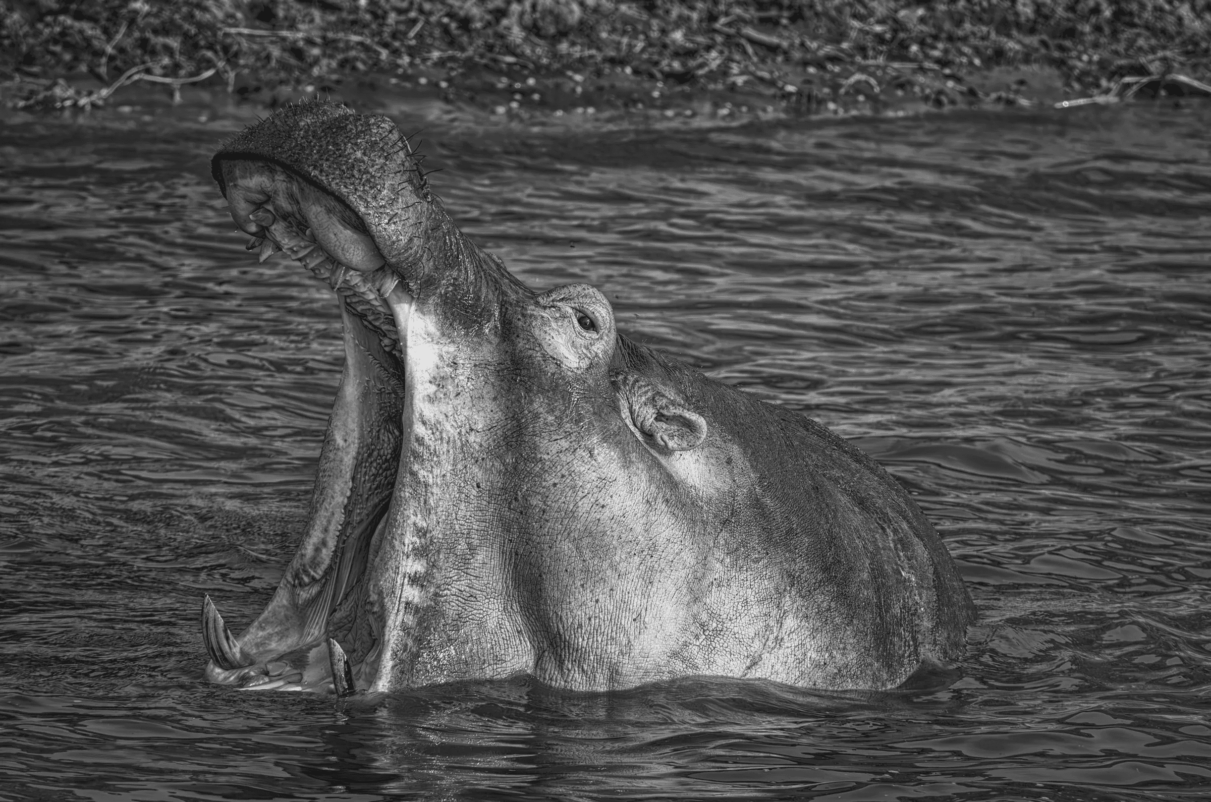 Black and white photograph of a hippopotamus in water with its mouth wide open in a yawn or threat display, showing its teeth.