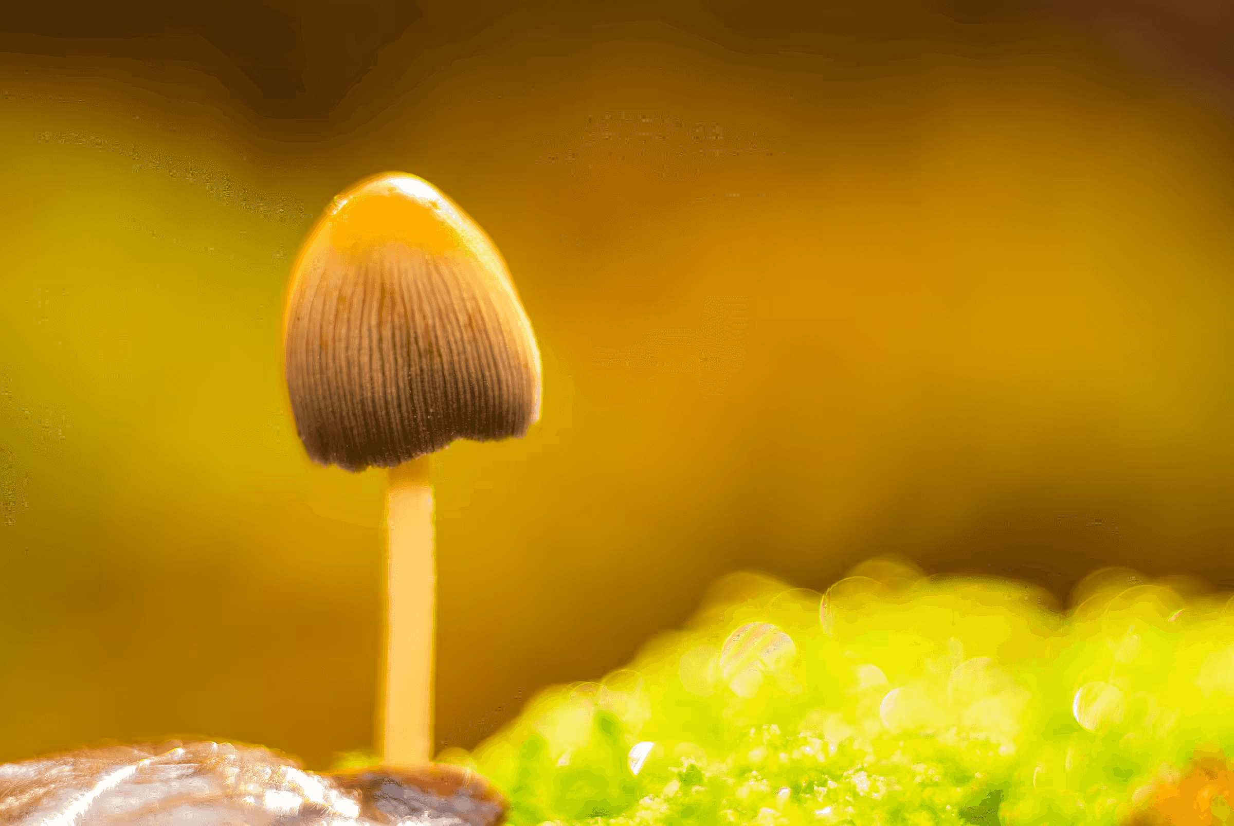 Inky Cap's Delicate Form Macro photograph of an Inky Cap mushroom.